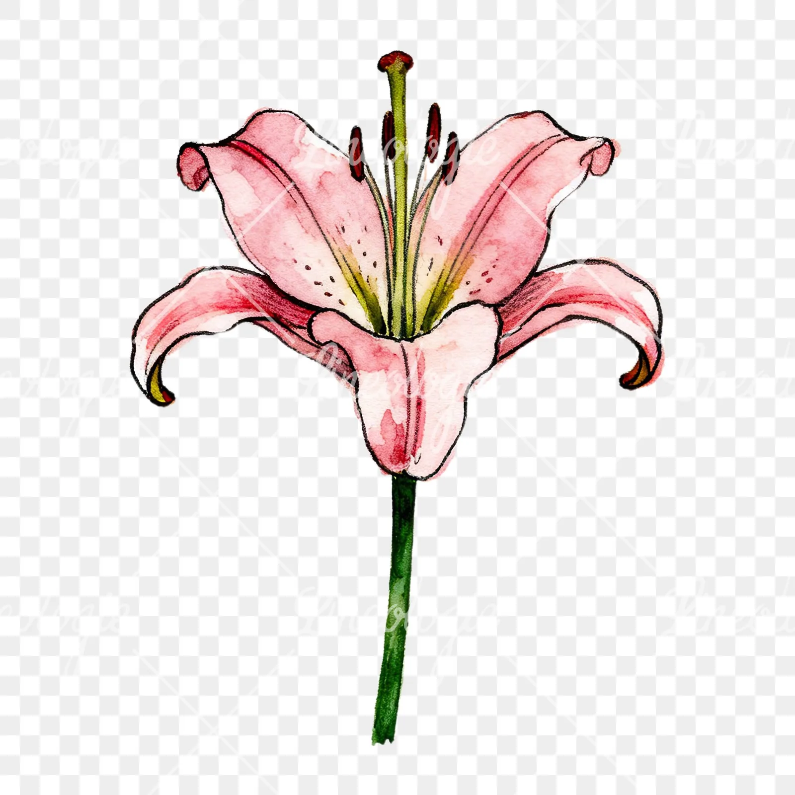 Watercolor lillies lilys flower clipart 1 of 9 on a transparent background (PNG)
