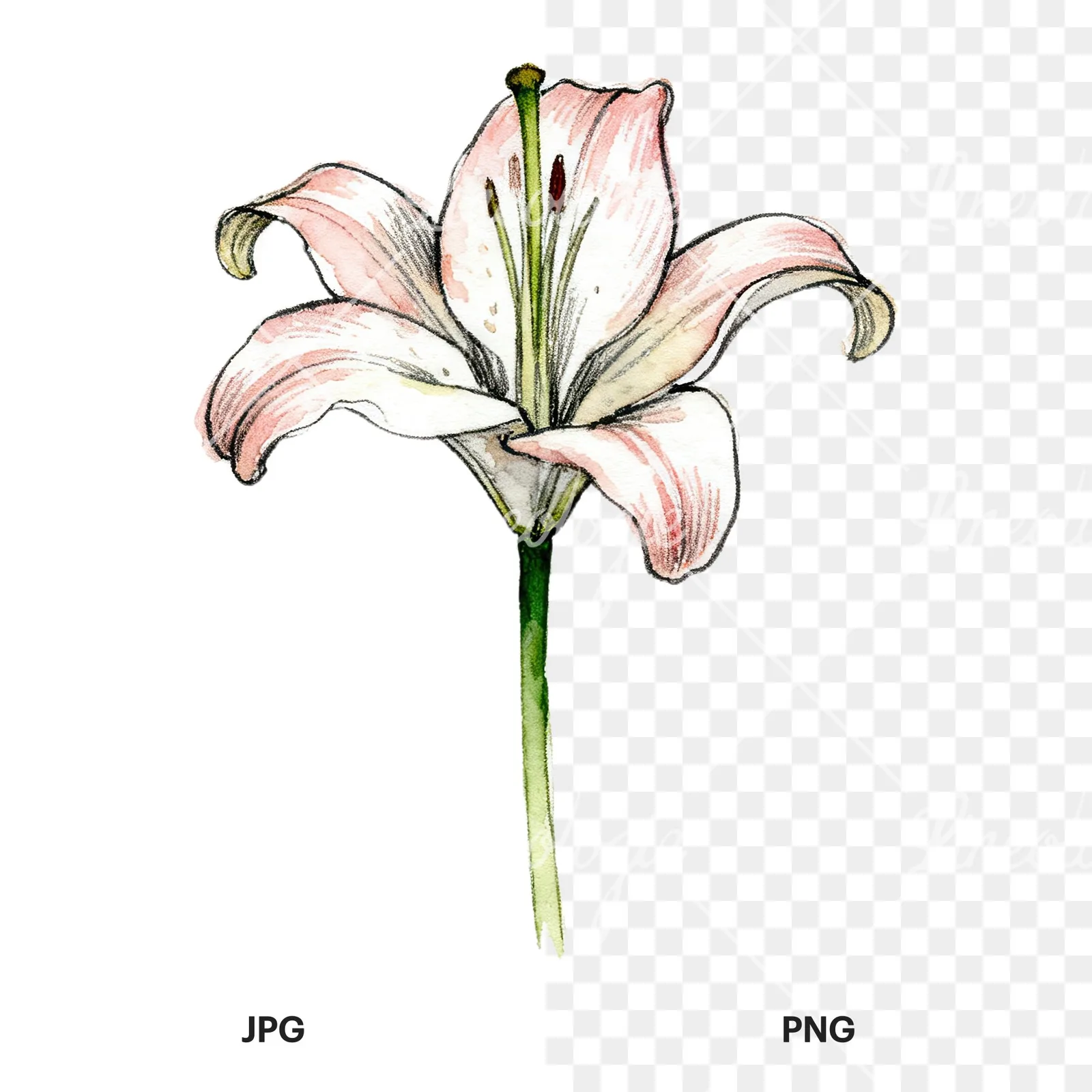 Watercolor lillies lilys flower clipart 2 of 9, as a JPG on white and a transparent PNG