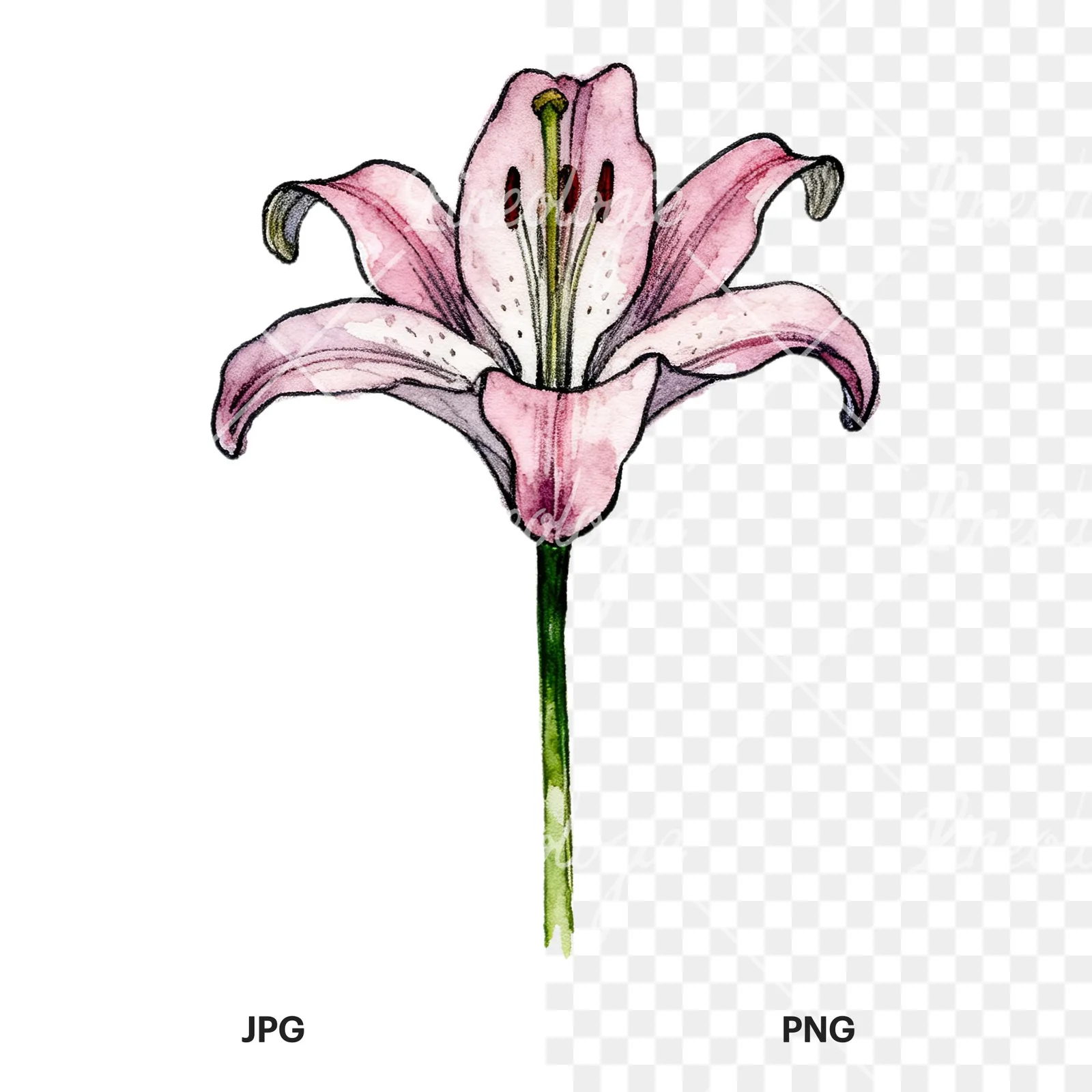 Watercolor lillies lilys flower clipart 3 of 9, as a JPG on white and a transparent PNG