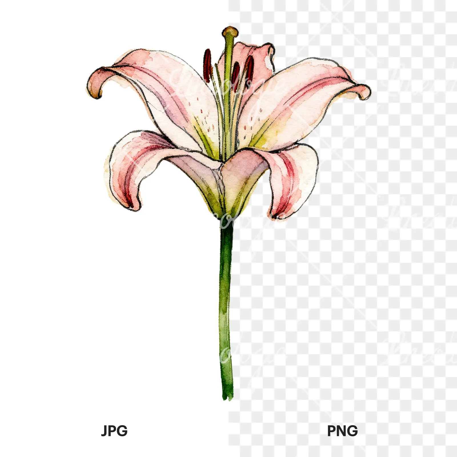 Watercolor lillies lilys flower clipart 4 of 9, as a JPG on white and a transparent PNG