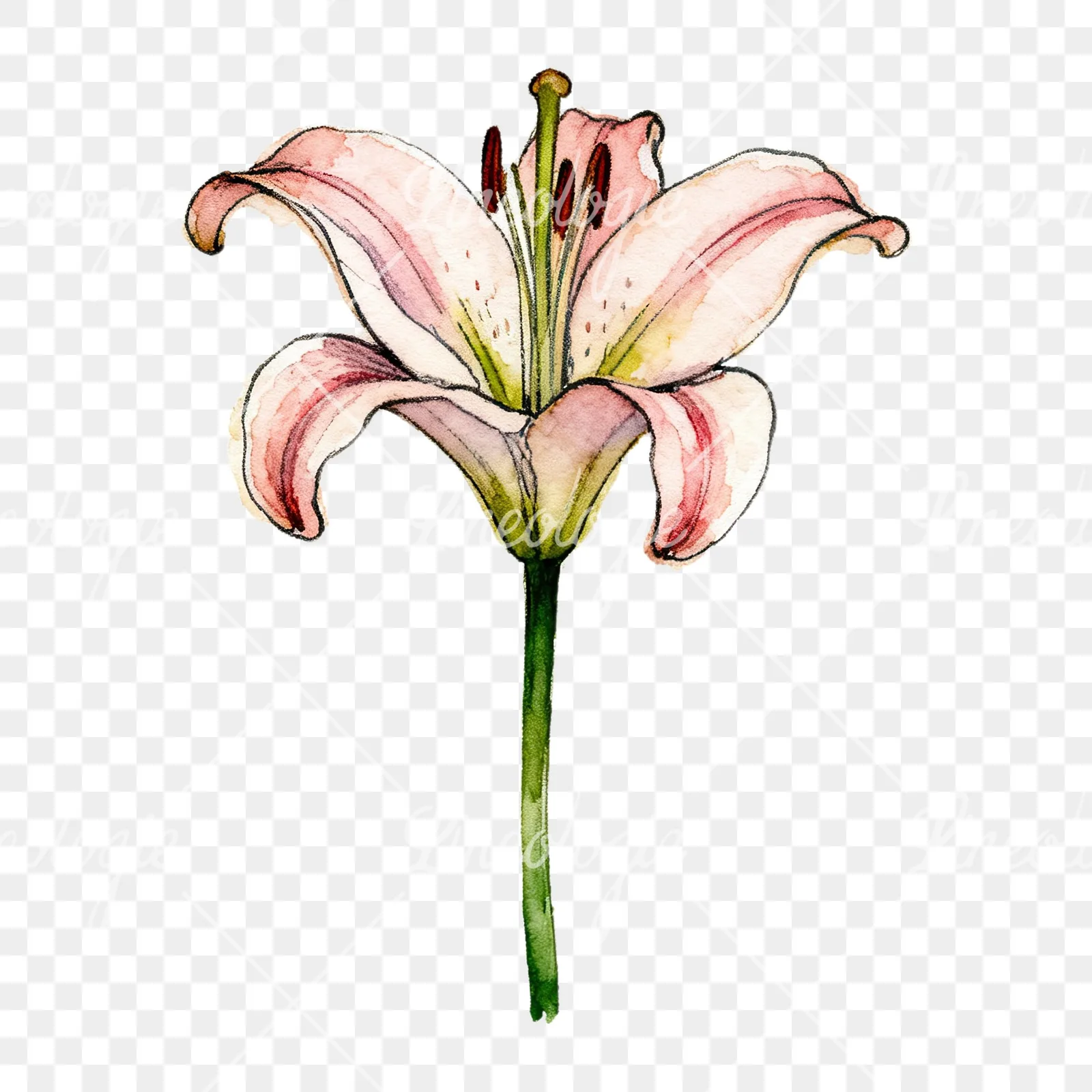 Watercolor lillies lilys flower clipart 4 of 9 on a transparent background (PNG)