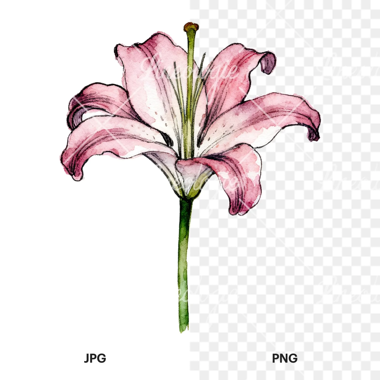 Watercolor lillies lilys flower clipart 5 of 9, as a JPG on white and a transparent PNG