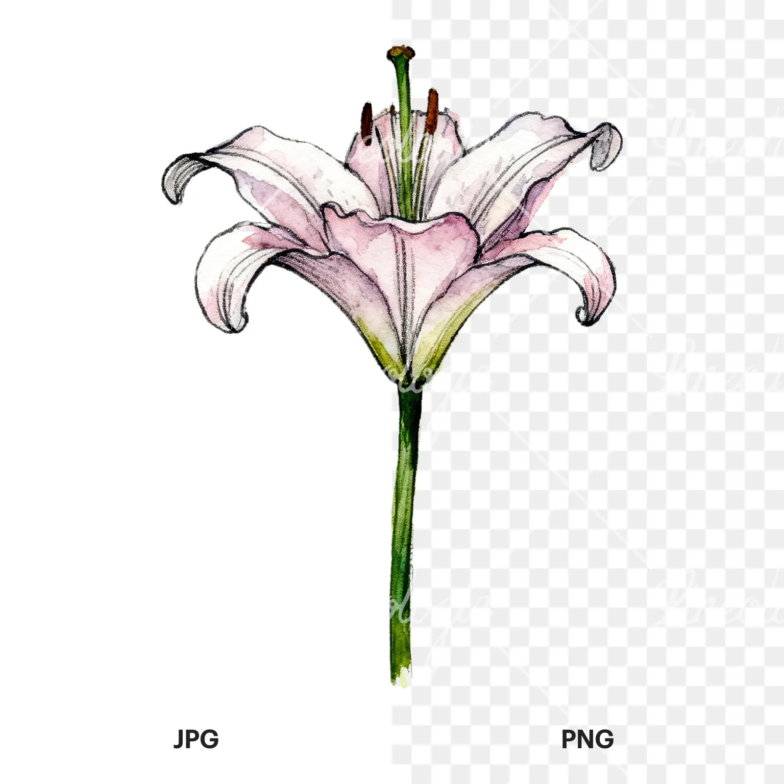 Watercolor lillies lilys flower clipart 6 of 9, as a JPG on white and a transparent PNG