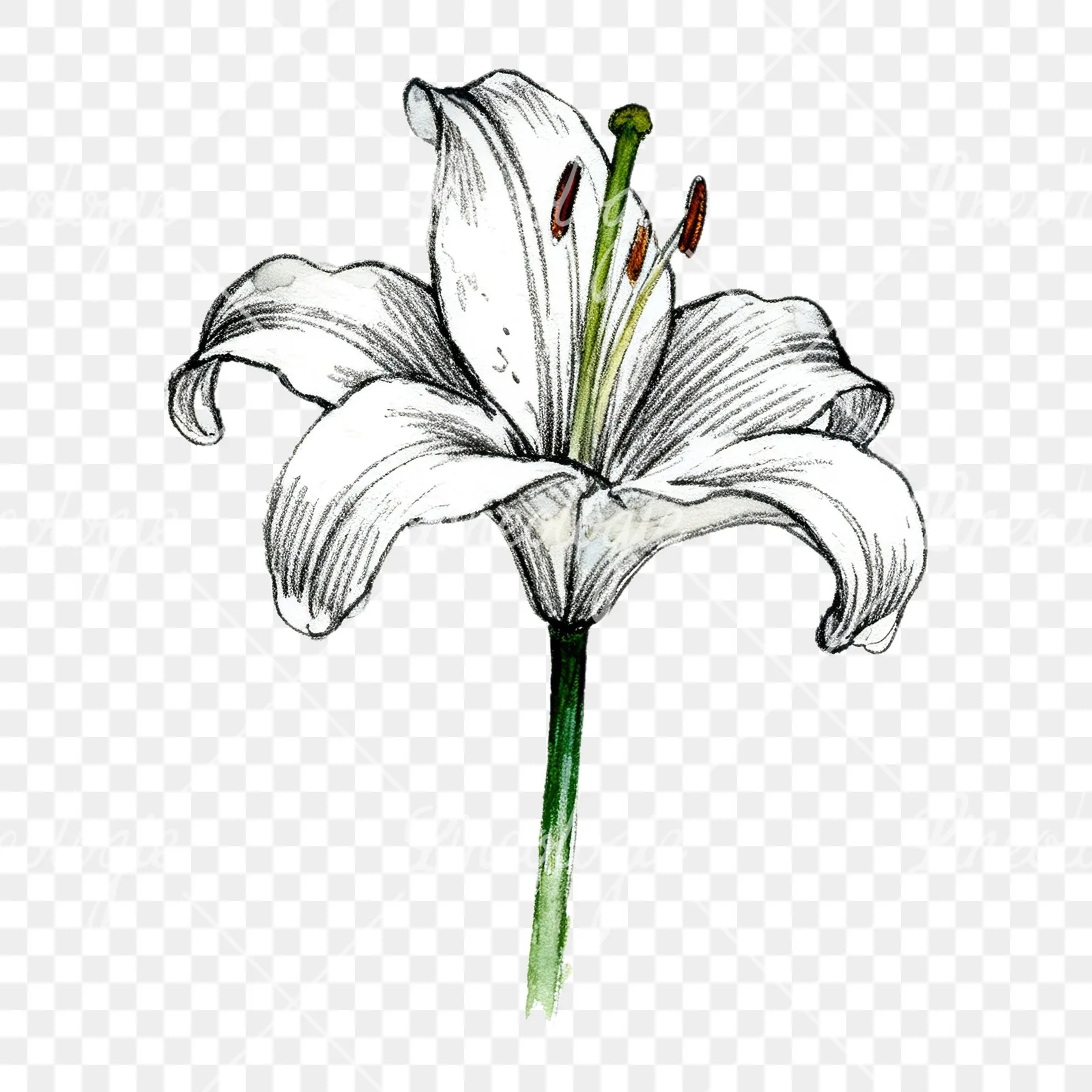 Watercolor lillies lilys flower clipart 7 of 9 on a transparent background (PNG)