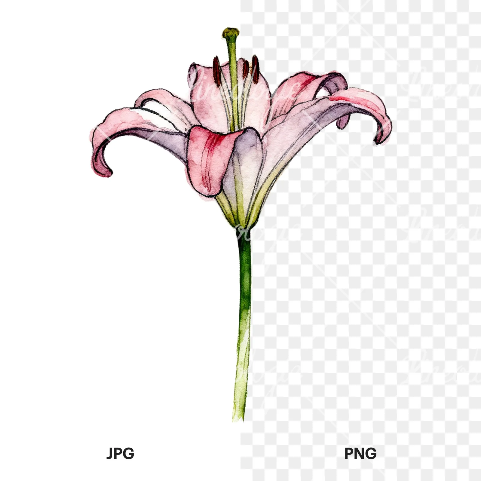 Watercolor lillies lilys flower clipart 8 of 9, as a JPG on white and a transparent PNG