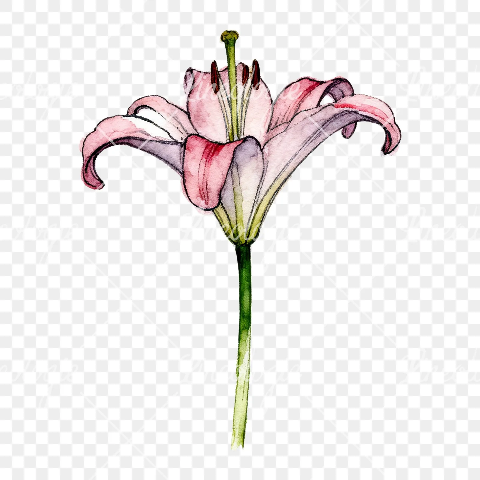 Watercolor lillies lilys flower clipart 8 of 9 on a transparent background (PNG)