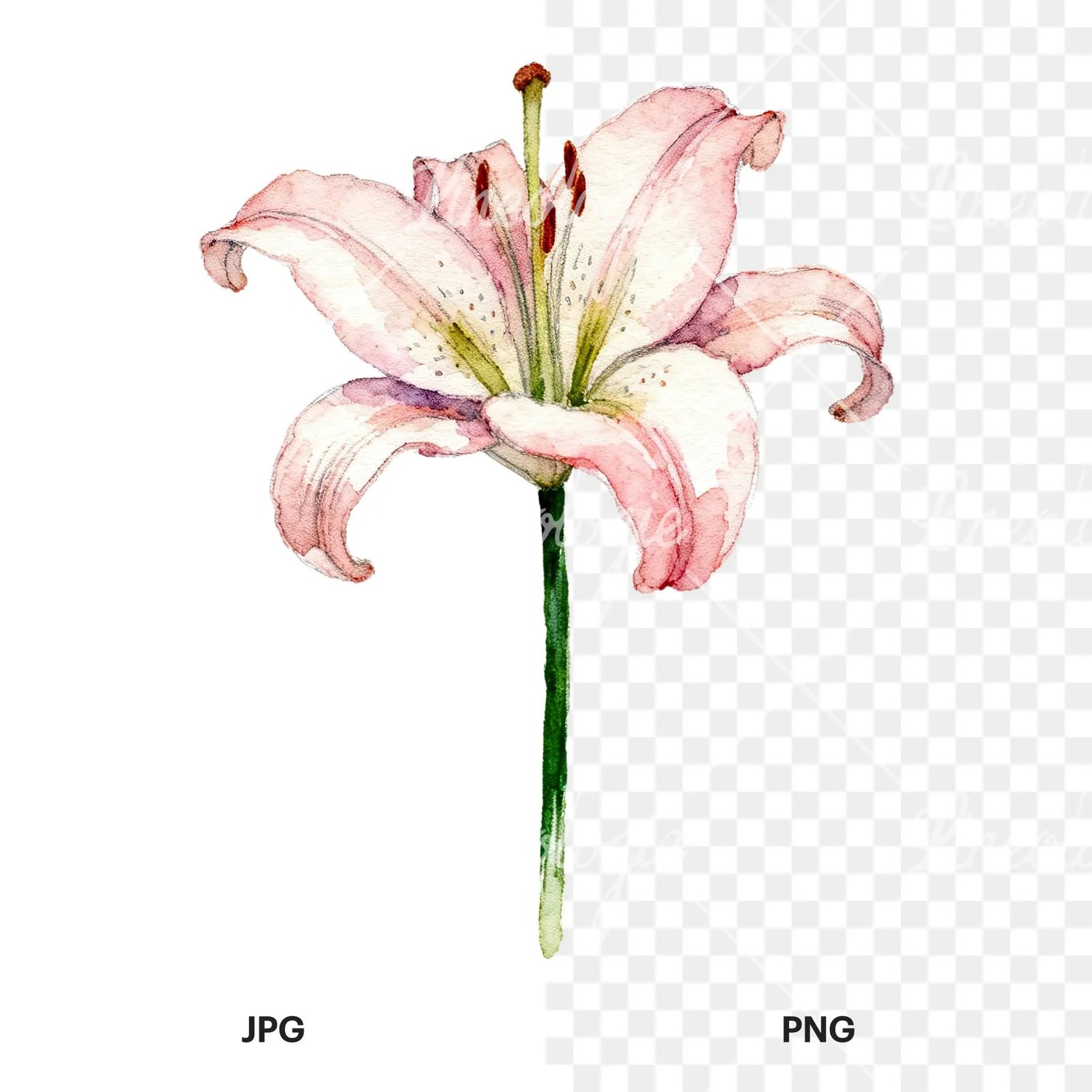 Watercolor pink peach purple lily flower clipart 1 of 9, as a JPG on white and a transparent PNG