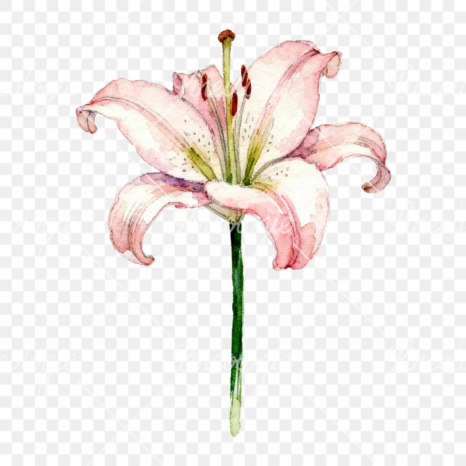 Watercolor pink peach purple lily flower clipart 1 of 9 on a transparent background (PNG)