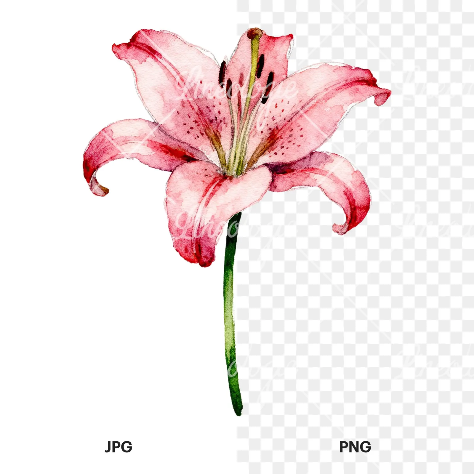 Watercolor pink peach purple lily flower clipart 2 of 9, as a JPG on white and a transparent PNG