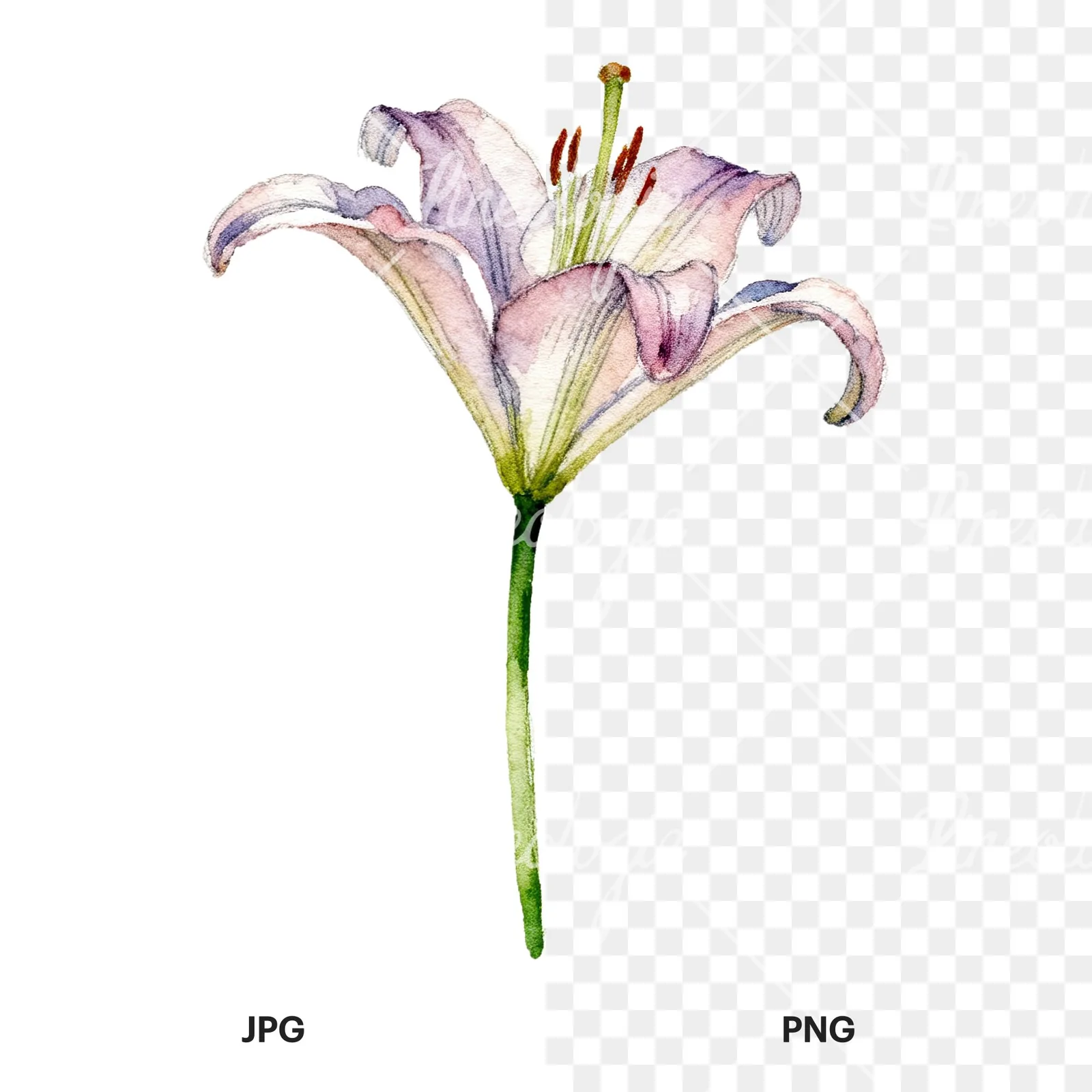 Watercolor pink peach purple lily flower clipart 3 of 9, as a JPG on white and a transparent PNG