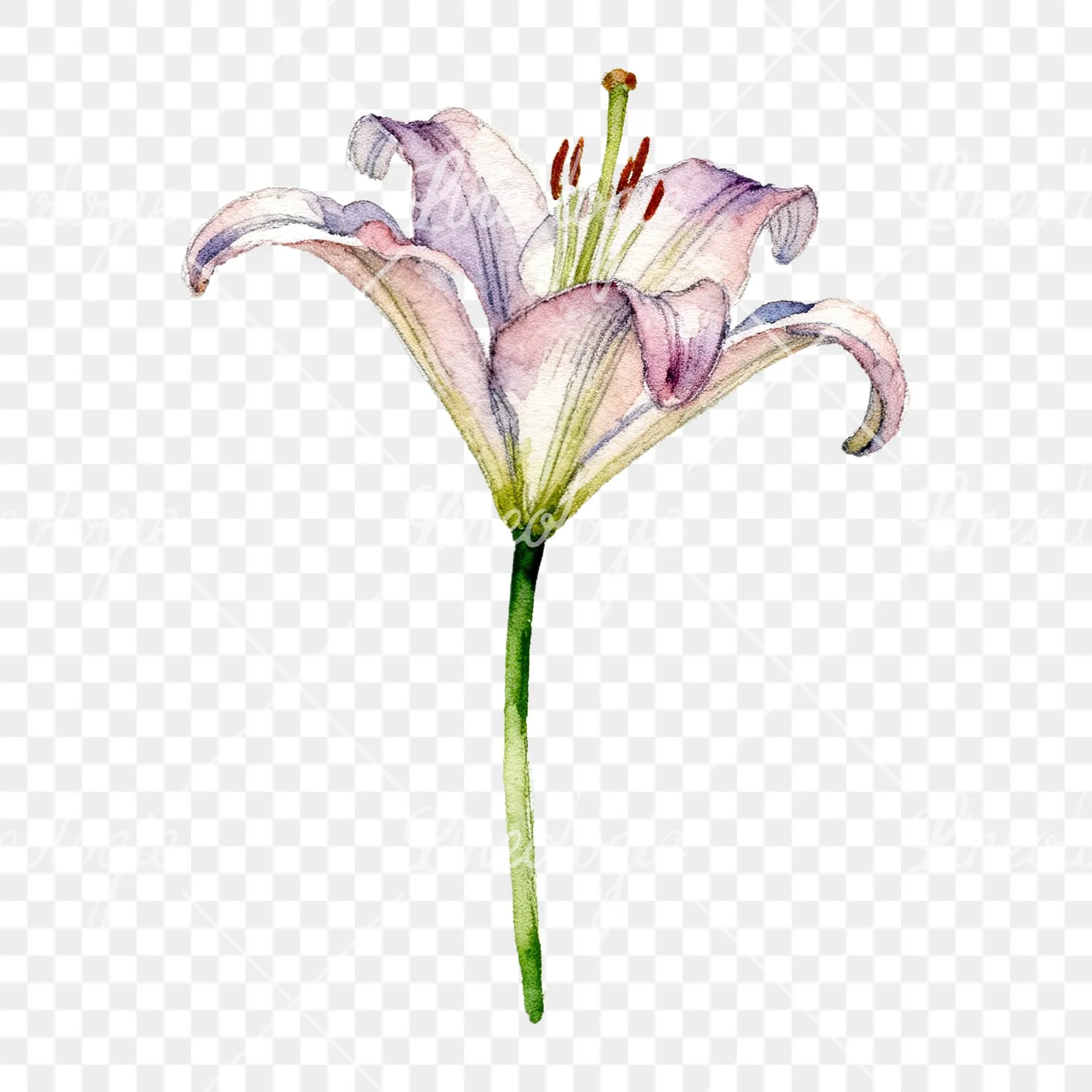 Watercolor pink peach purple lily flower clipart 3 of 9 on a transparent background (PNG)