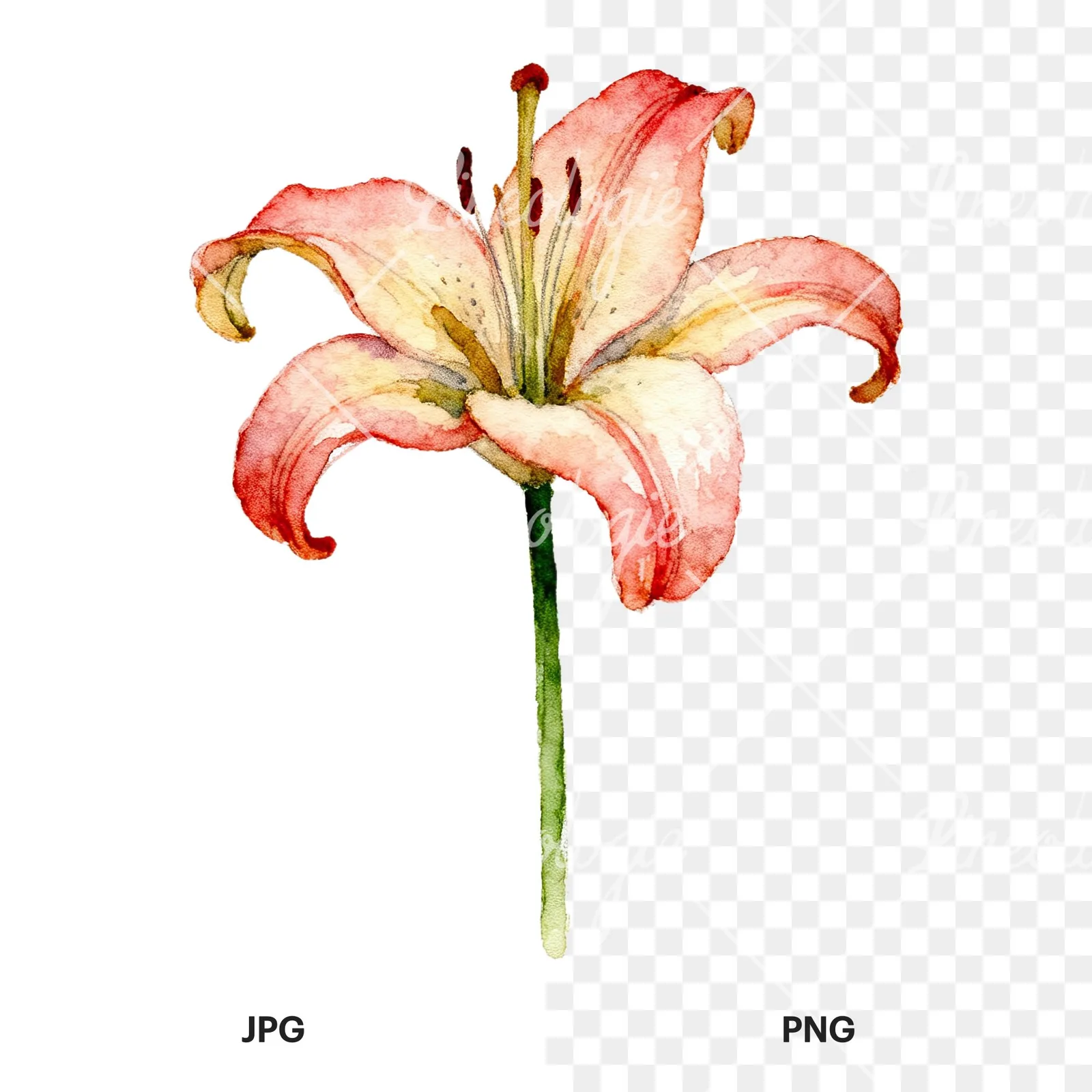 Watercolor pink peach purple lily flower clipart 4 of 9, as a JPG on white and a transparent PNG