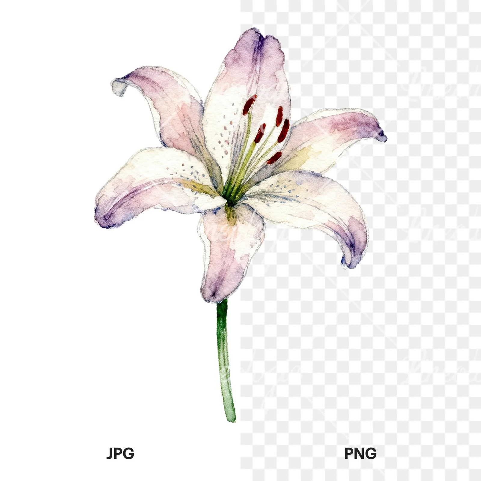 Watercolor pink peach purple lily flower clipart 5 of 9, as a JPG on white and a transparent PNG