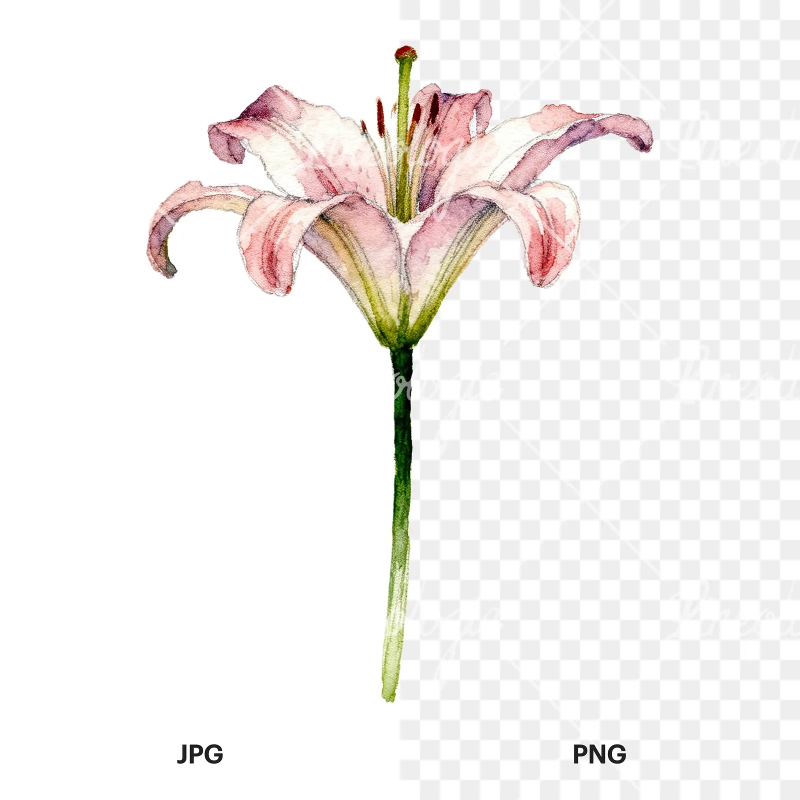 Watercolor pink peach purple lily flower clipart 6 of 9, as a JPG on white and a transparent PNG