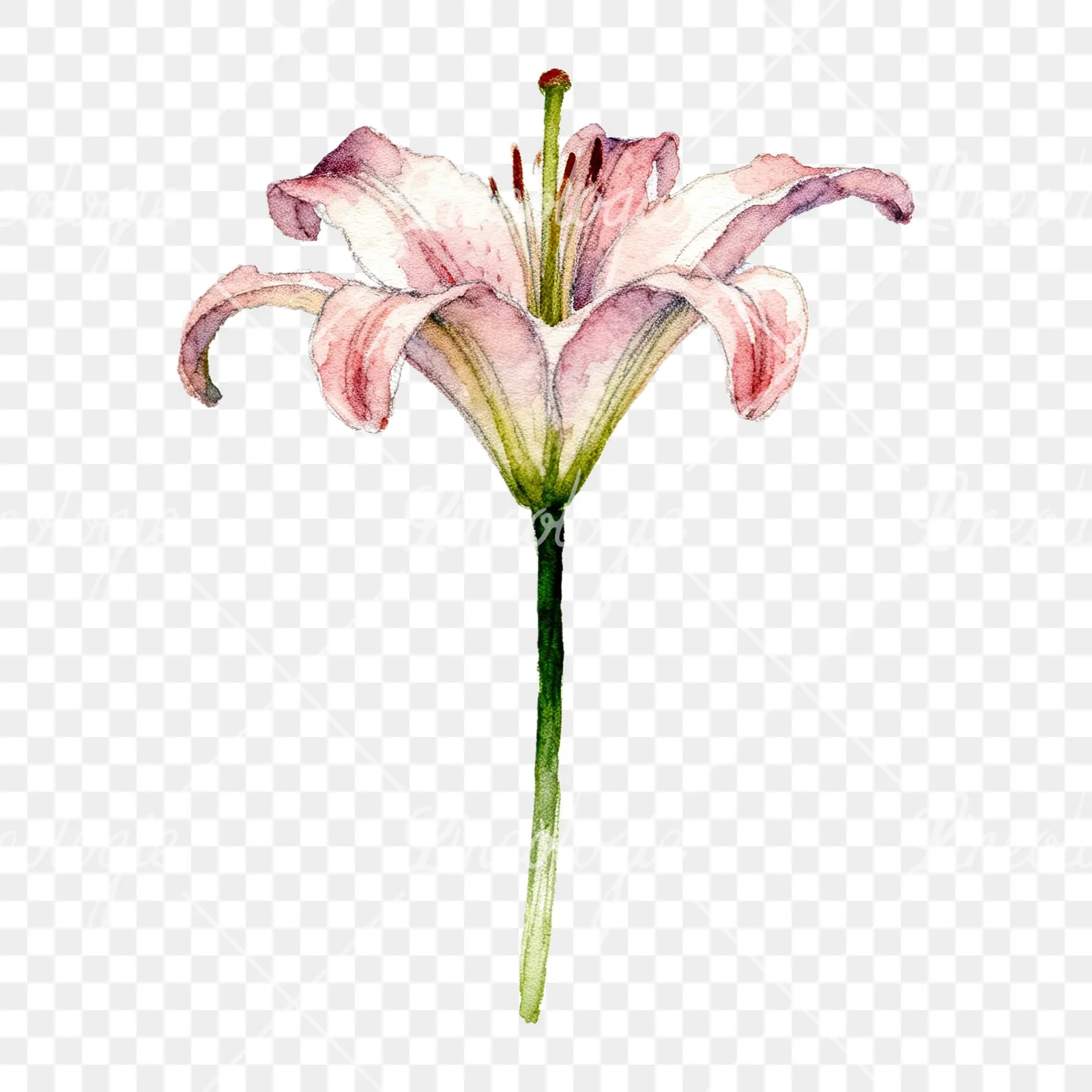 Watercolor pink peach purple lily flower clipart 6 of 9 on a transparent background (PNG)
