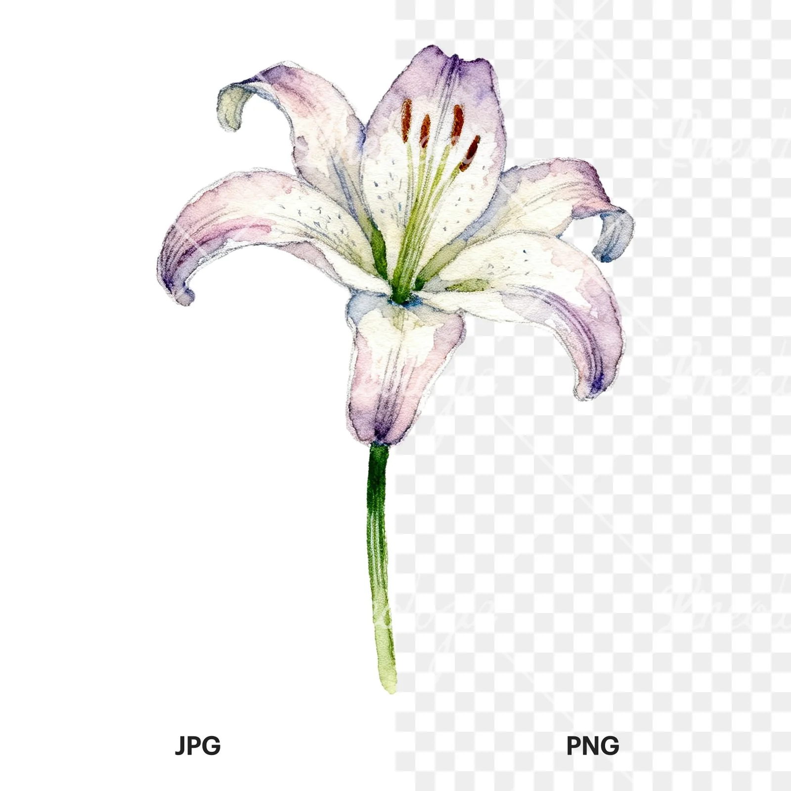 Watercolor pink peach purple lily flower clipart 7 of 9, as a JPG on white and a transparent PNG