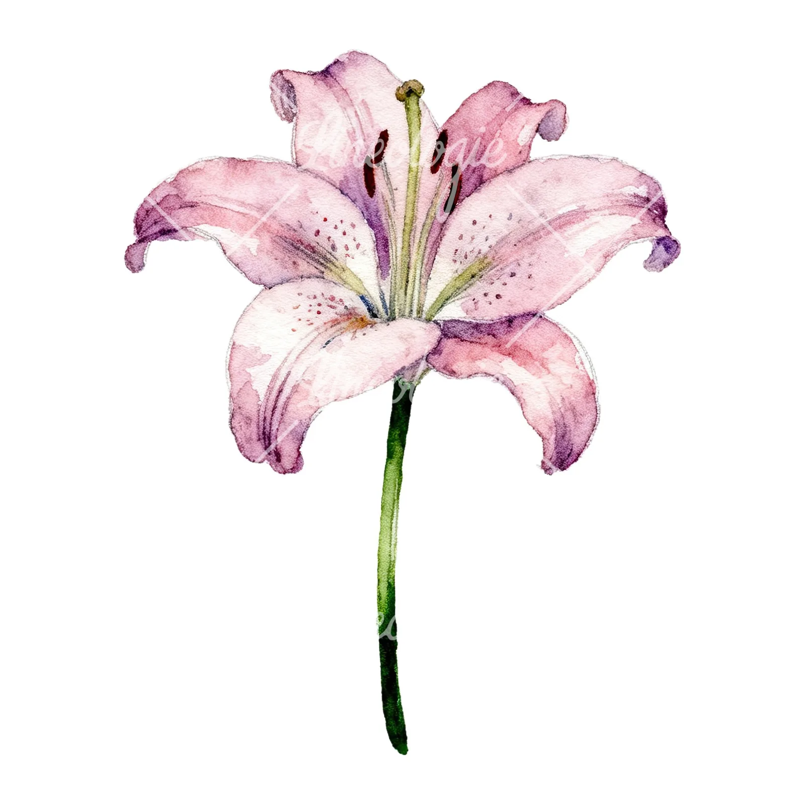 Watercolor pink peach purple lily flower clipart 8 of 9 on a white background (JPG)