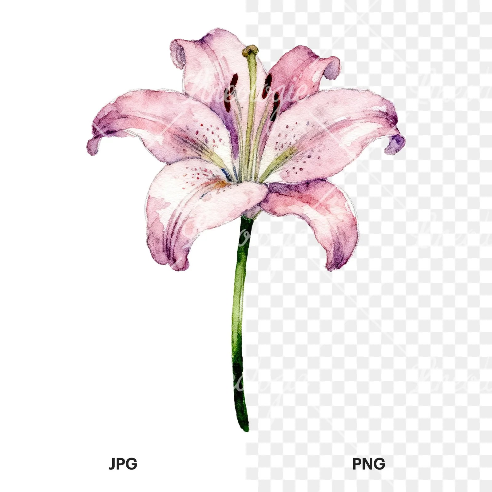 Watercolor pink peach purple lily flower clipart 8 of 9, as a JPG on white and a transparent PNG