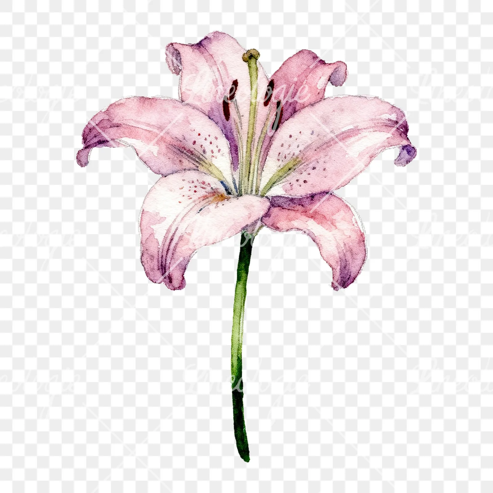 Watercolor pink peach purple lily flower clipart 8 of 9 on a transparent background (PNG)
