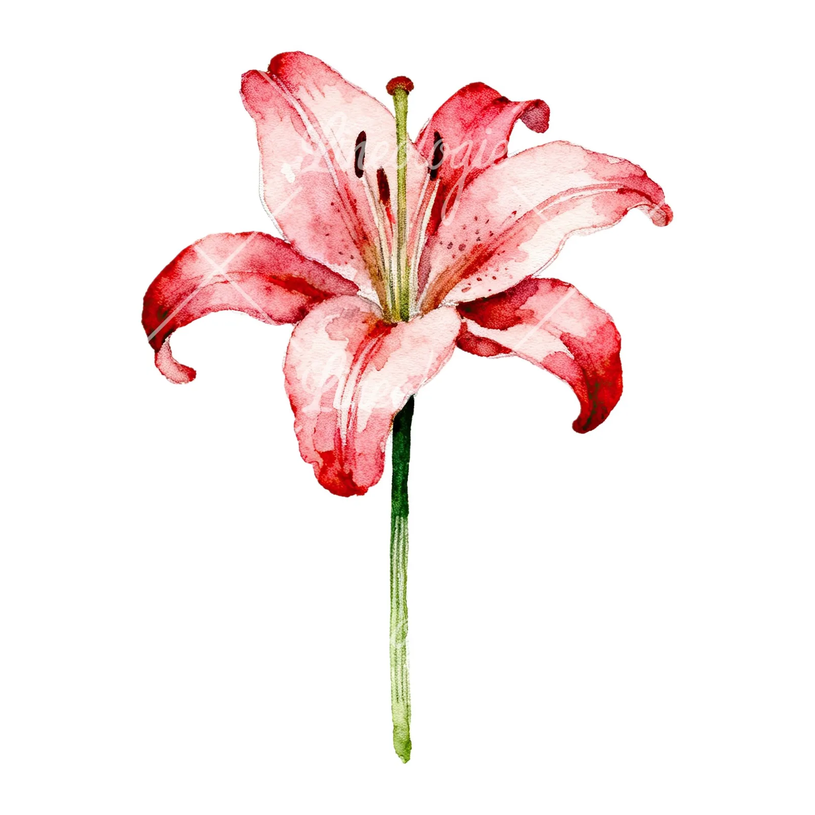 Watercolor pink peach purple lily flower clipart 9 of 9 on a white background (JPG)