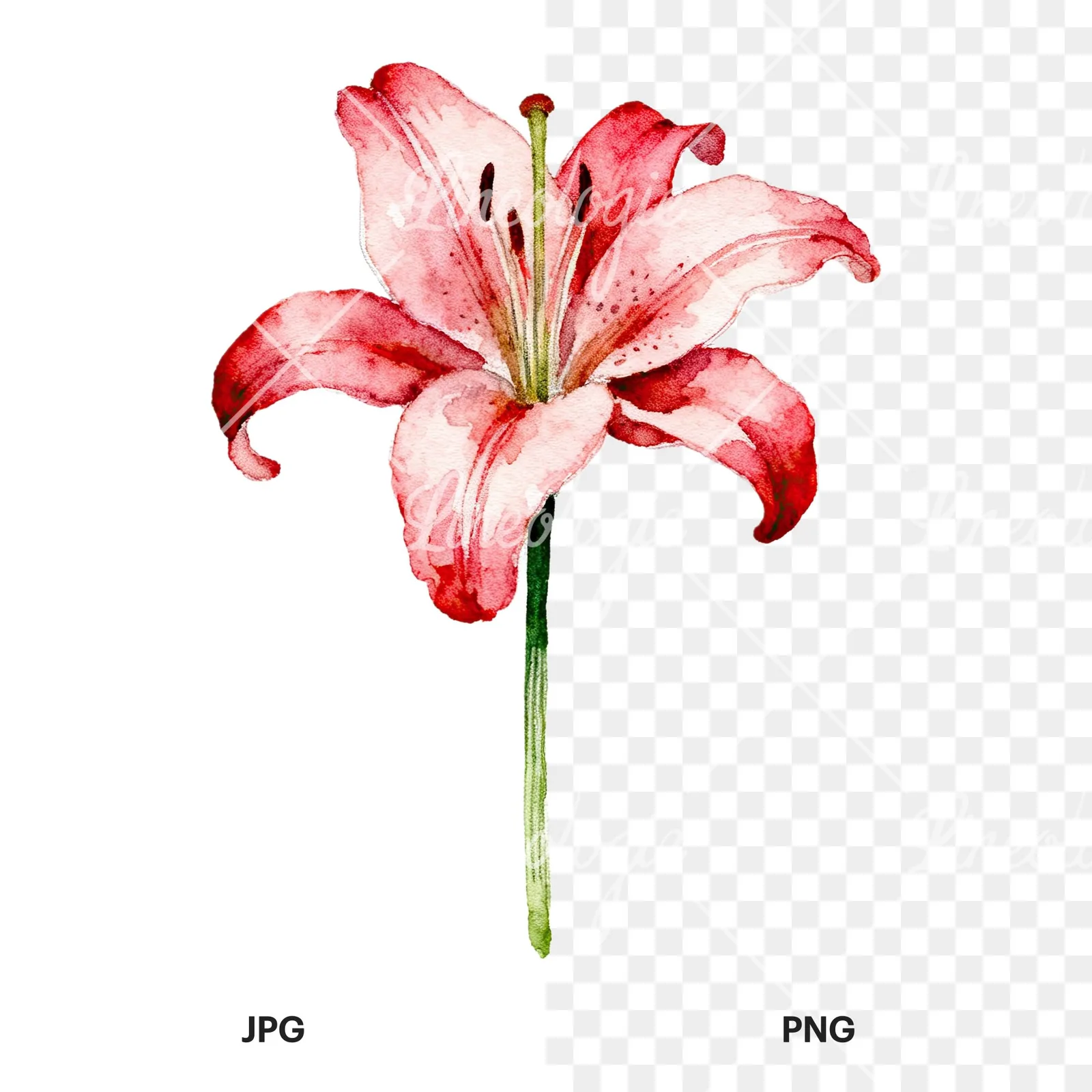 Watercolor pink peach purple lily flower clipart 9 of 9, as a JPG on white and a transparent PNG
