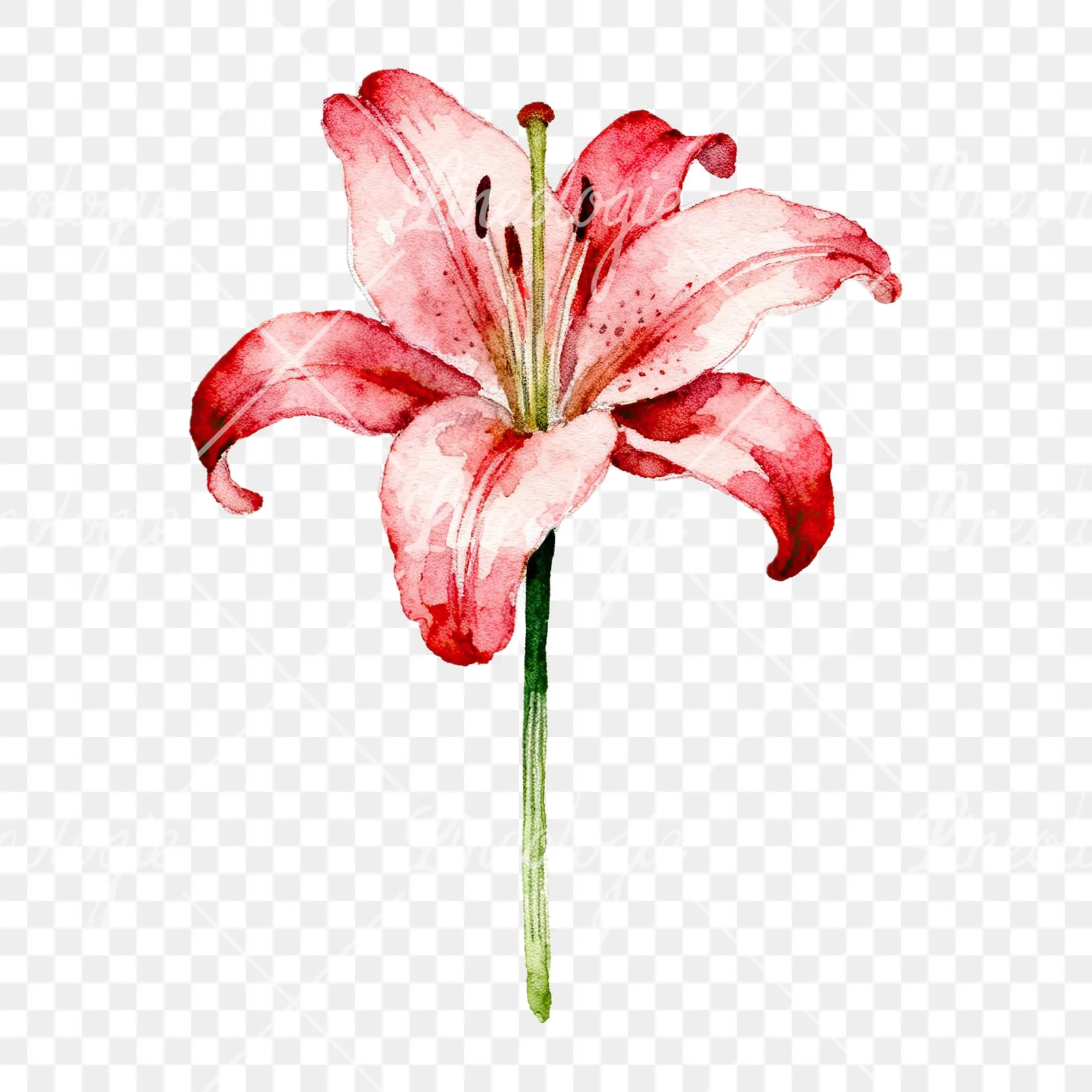 Watercolor pink peach purple lily flower clipart 9 of 9 on a transparent background (PNG)