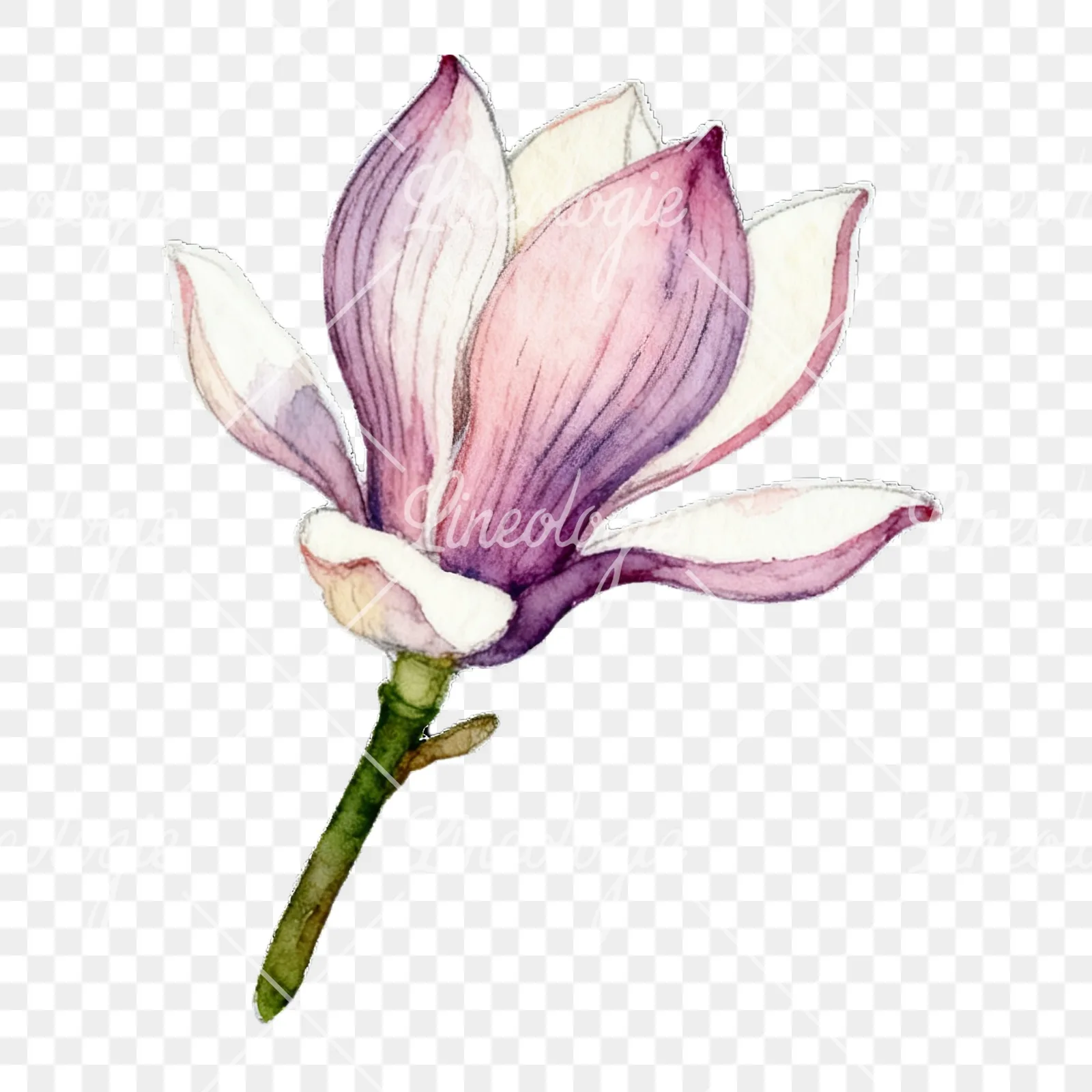 Watercolor magnolia flower clipart 3 of 9 on a transparent background (PNG)