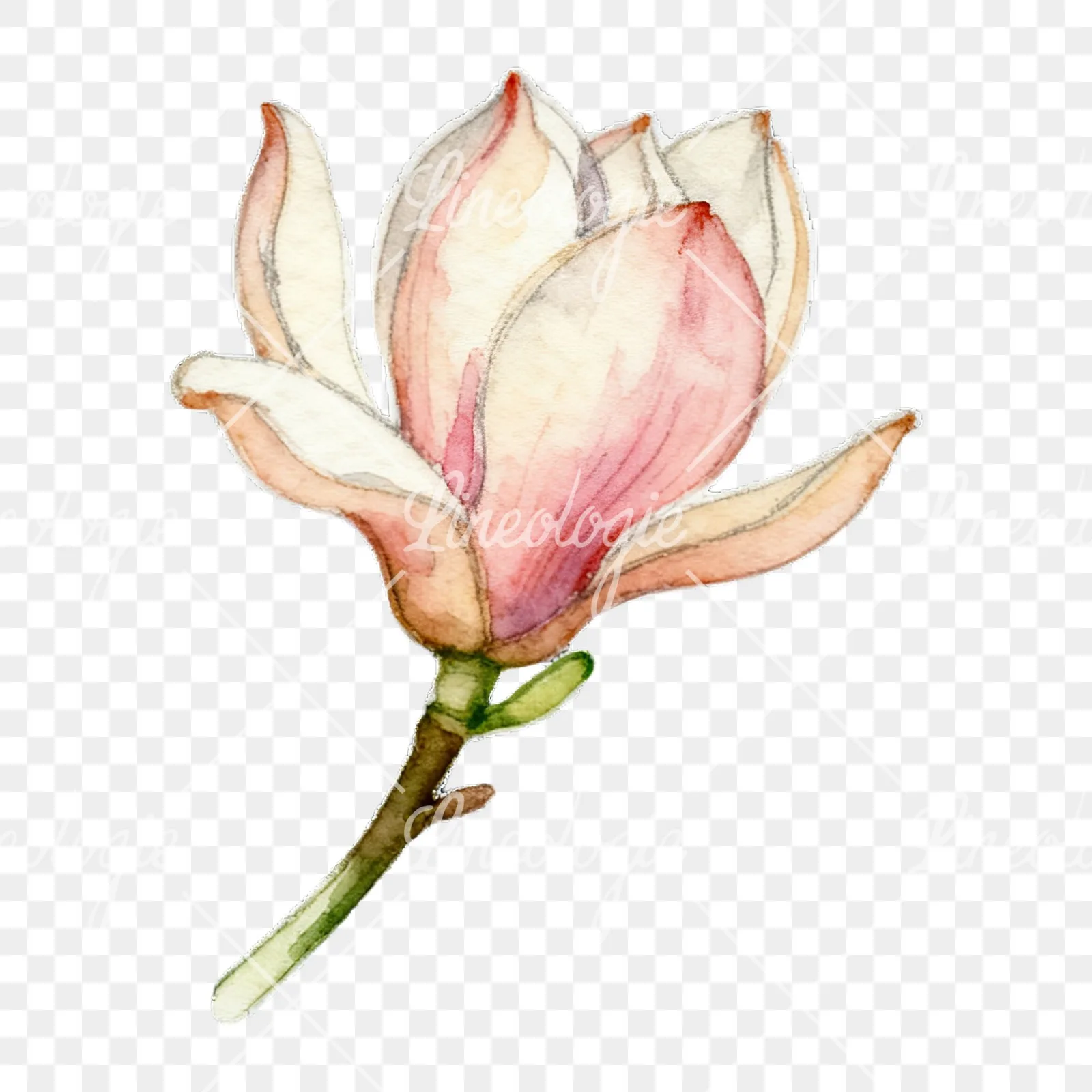 Watercolor magnolia flower clipart 5 of 9 on a transparent background (PNG)