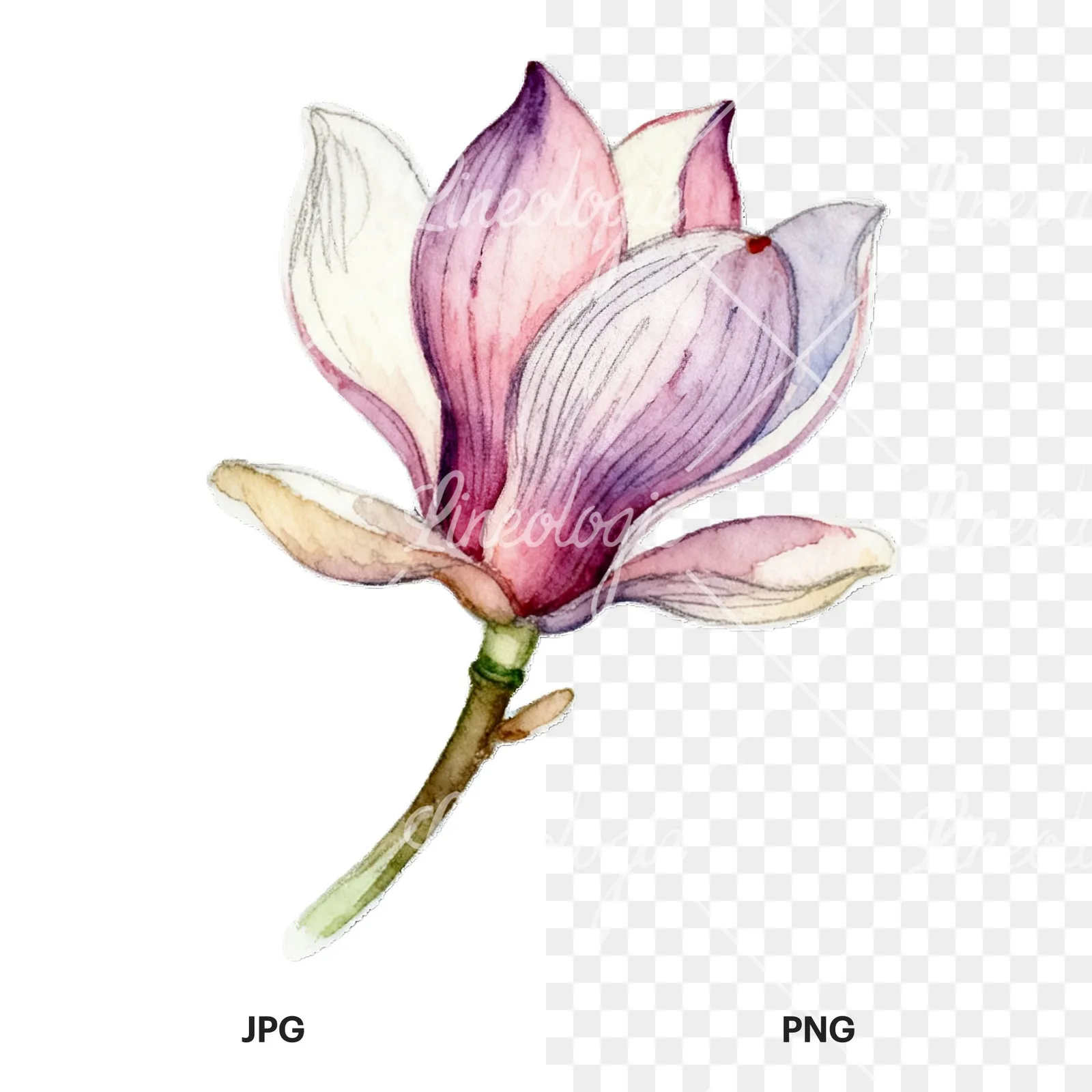 Watercolor magnolia flower clipart 9 of 9, as a JPG on white and a transparent PNG