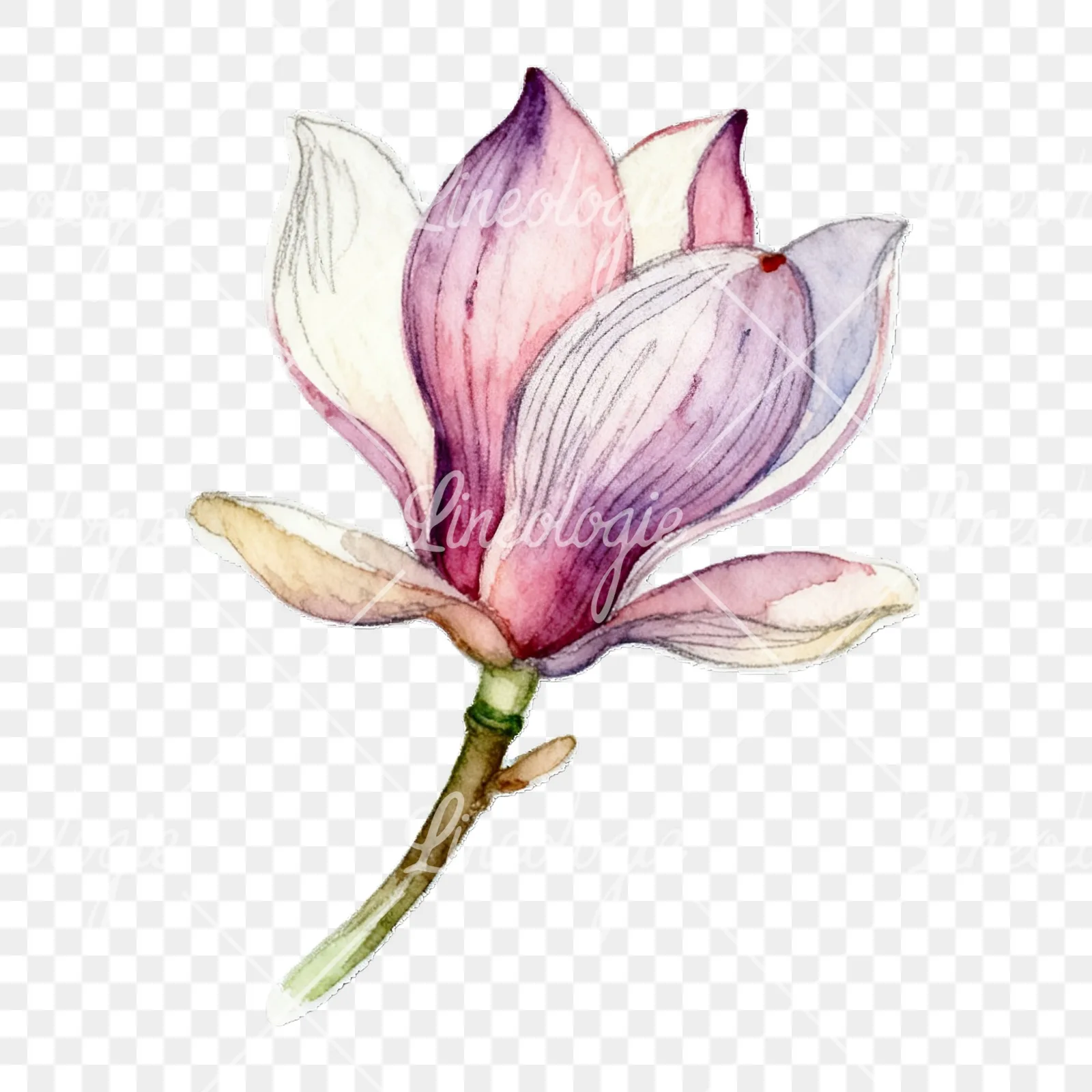 Watercolor magnolia flower clipart 9 of 9 on a transparent background (PNG)