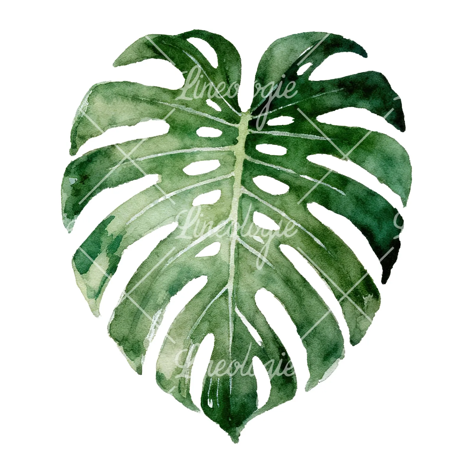 Watercolor light green monstera leaf clipart 2 of 9 on a white background (JPG)