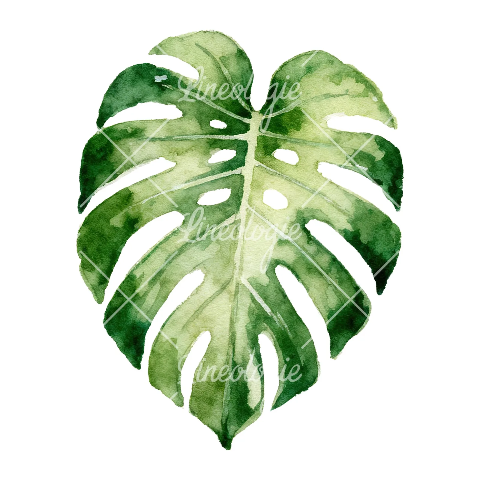 Watercolor light green monstera leaf clipart 3 of 9 on a white background (JPG)