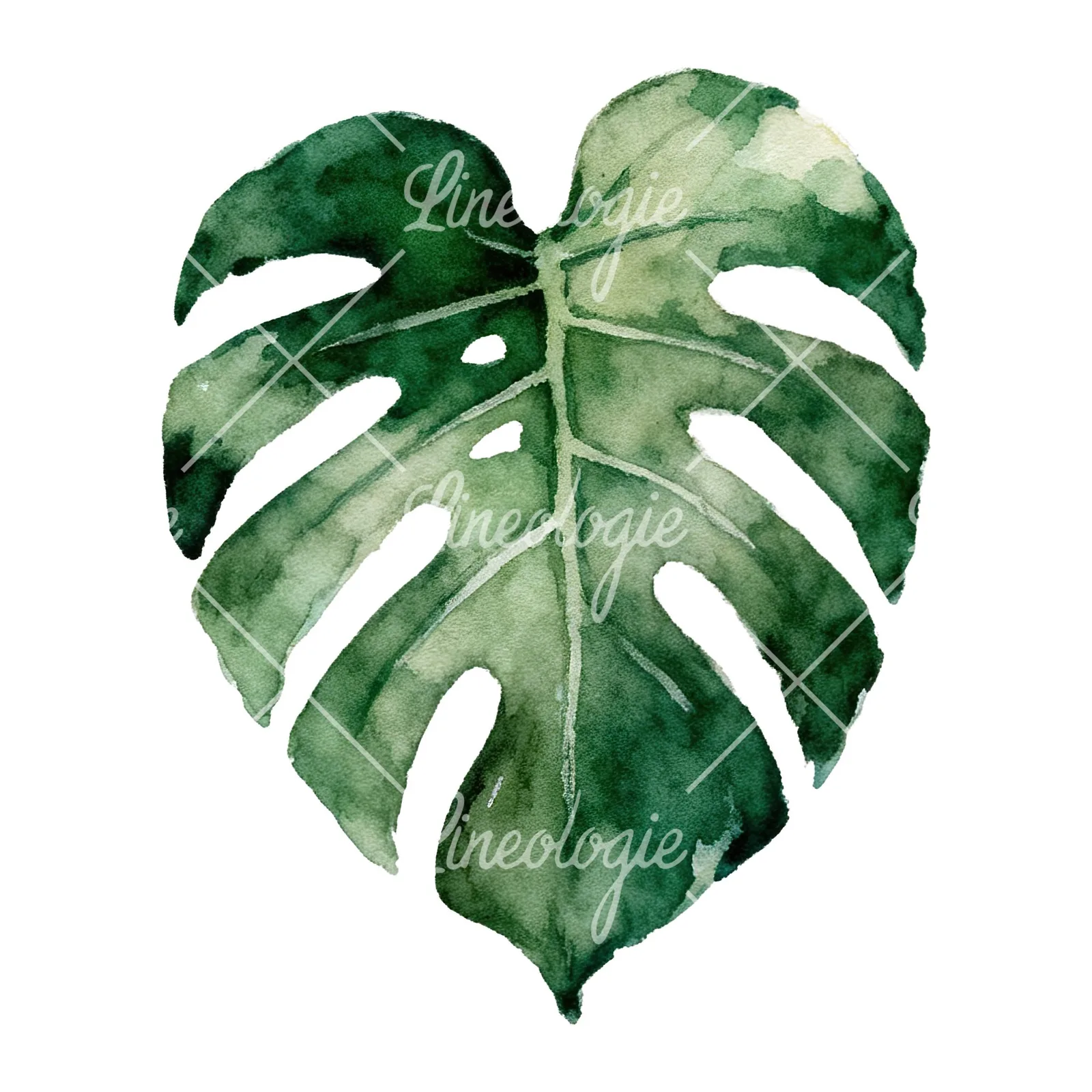 Watercolor light green monstera leaf clipart 4 of 9 on a white background (JPG)