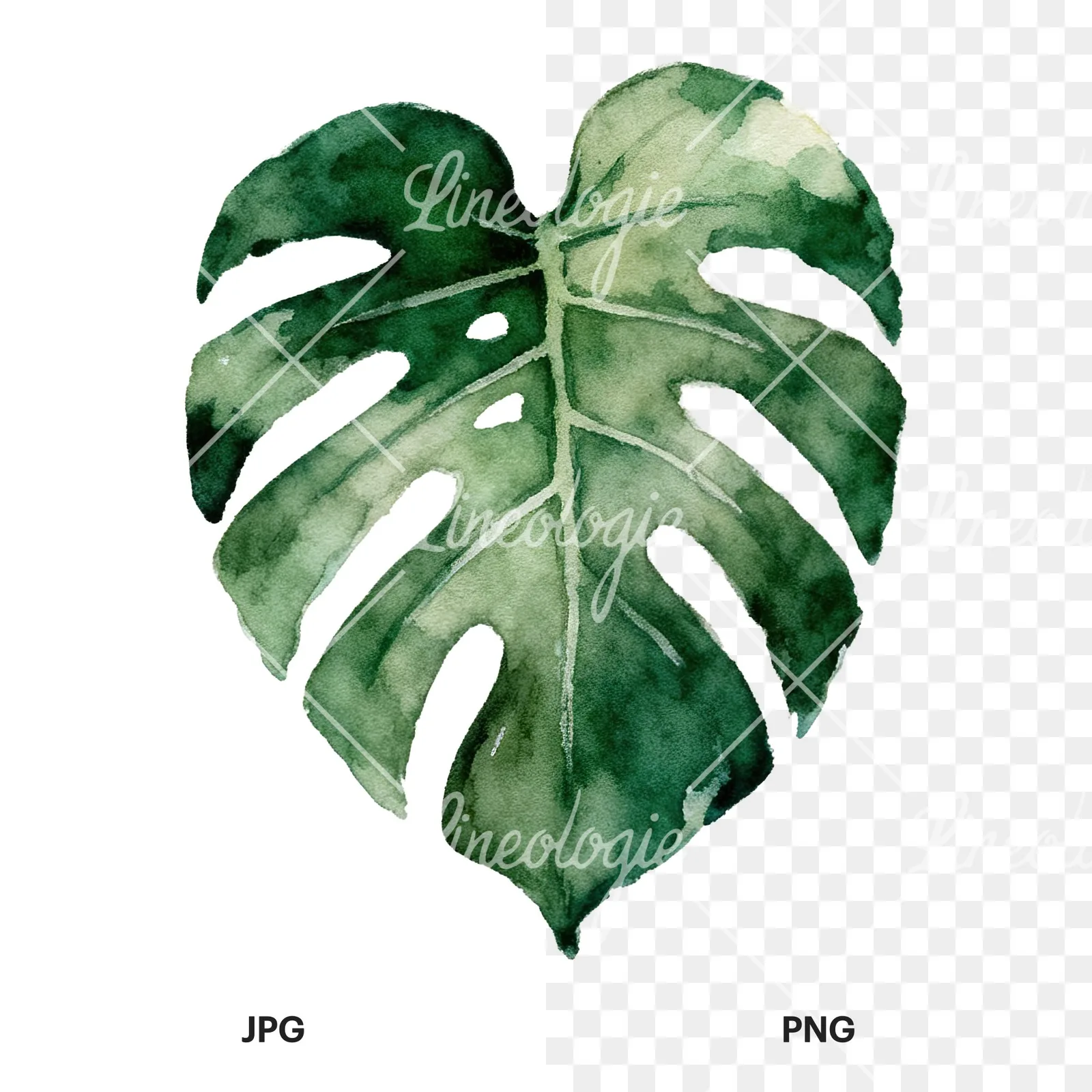 Watercolor light green monstera leaf clipart 4 of 9, as a JPG on white and a transparent PNG