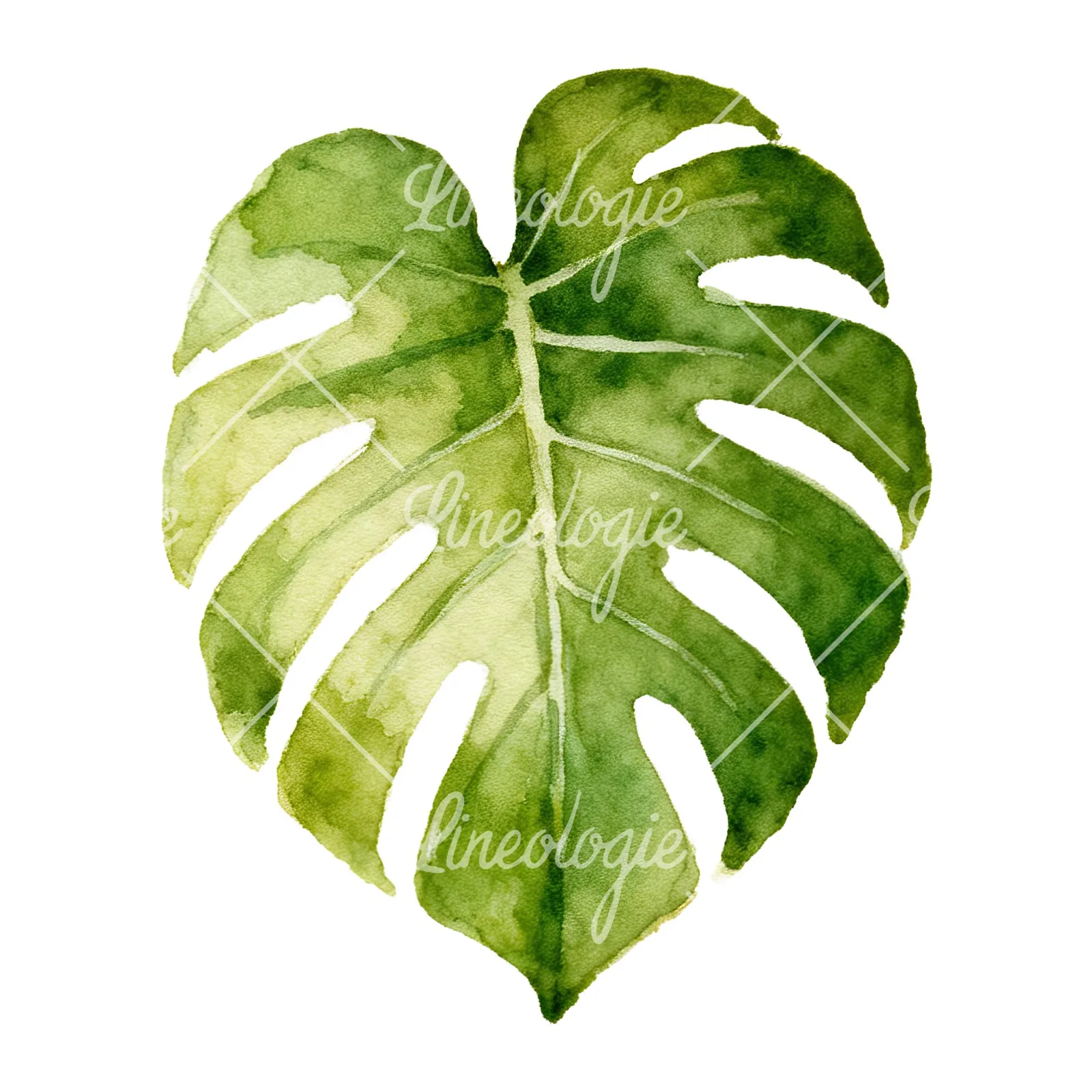 Watercolor light green monstera leaf clipart 6 of 9 on a white background (JPG)