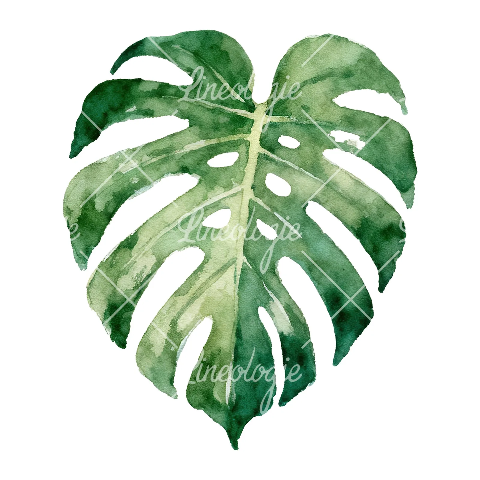 Watercolor light green monstera leaf clipart 7 of 9 on a white background (JPG)