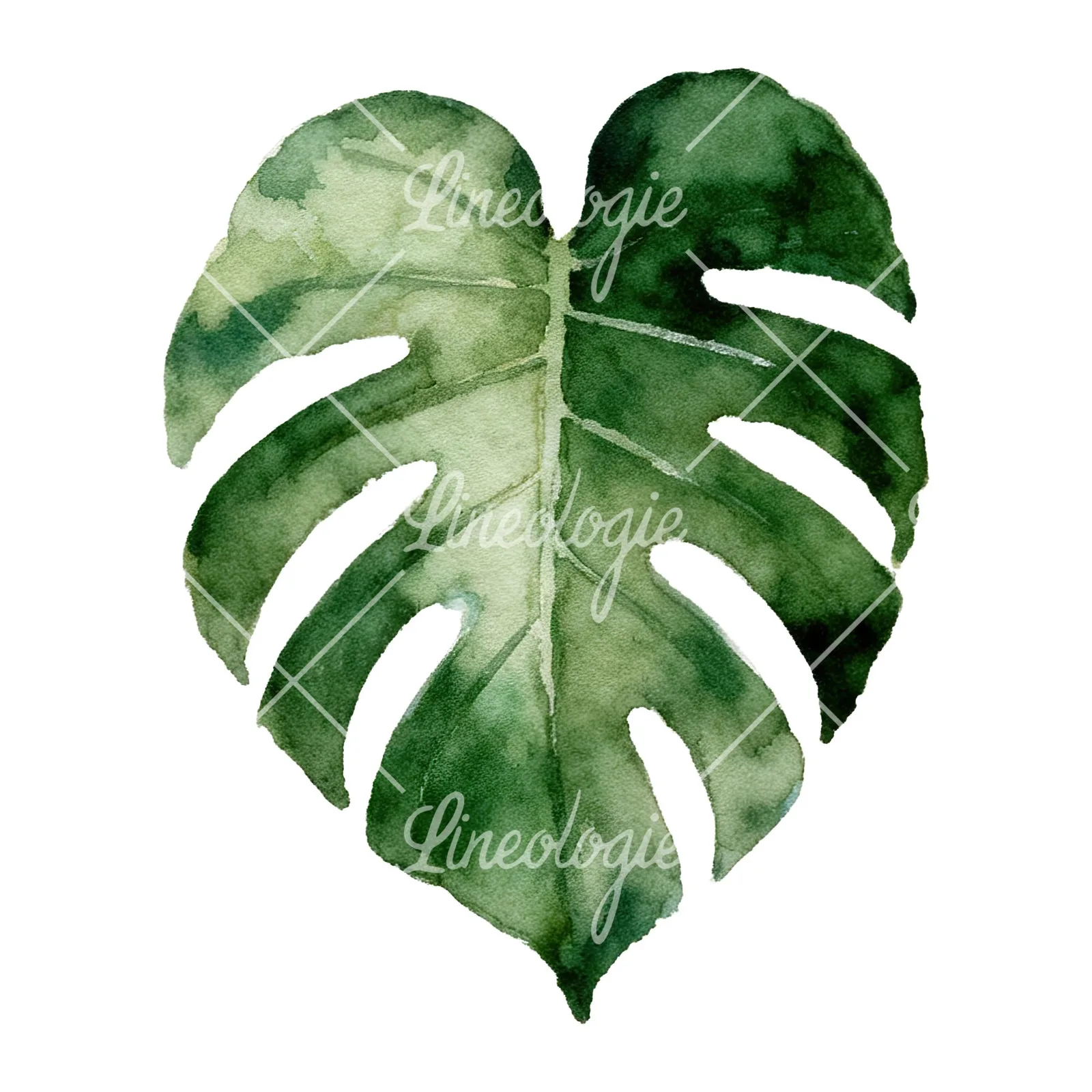 Watercolor light green monstera leaf clipart 9 of 9 on a white background (JPG)