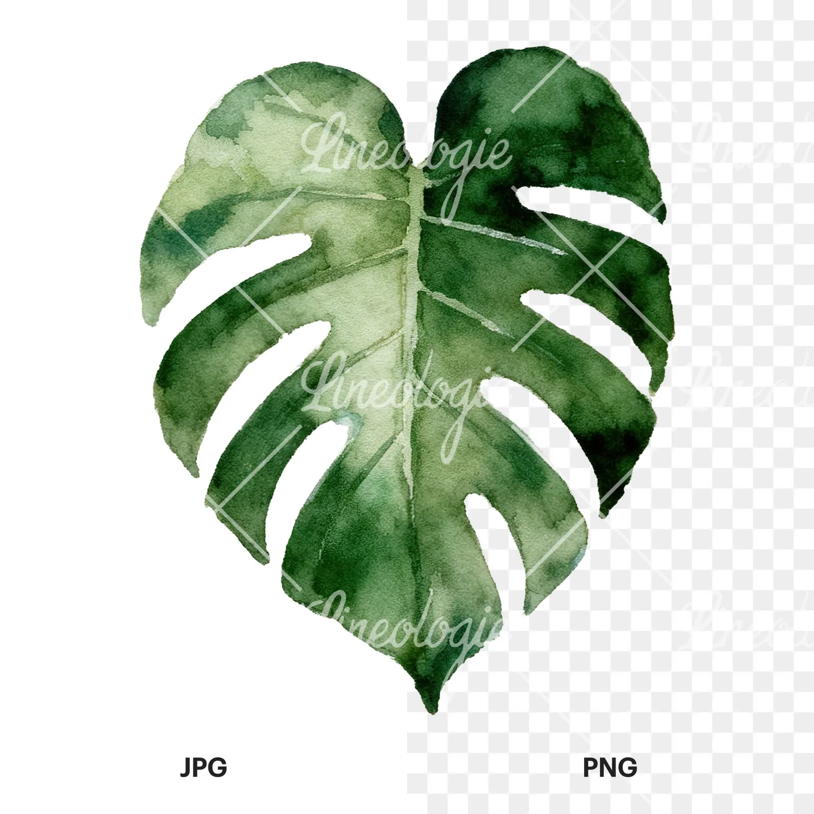 Watercolor light green monstera leaf clipart 9 of 9, as a JPG on white and a transparent PNG