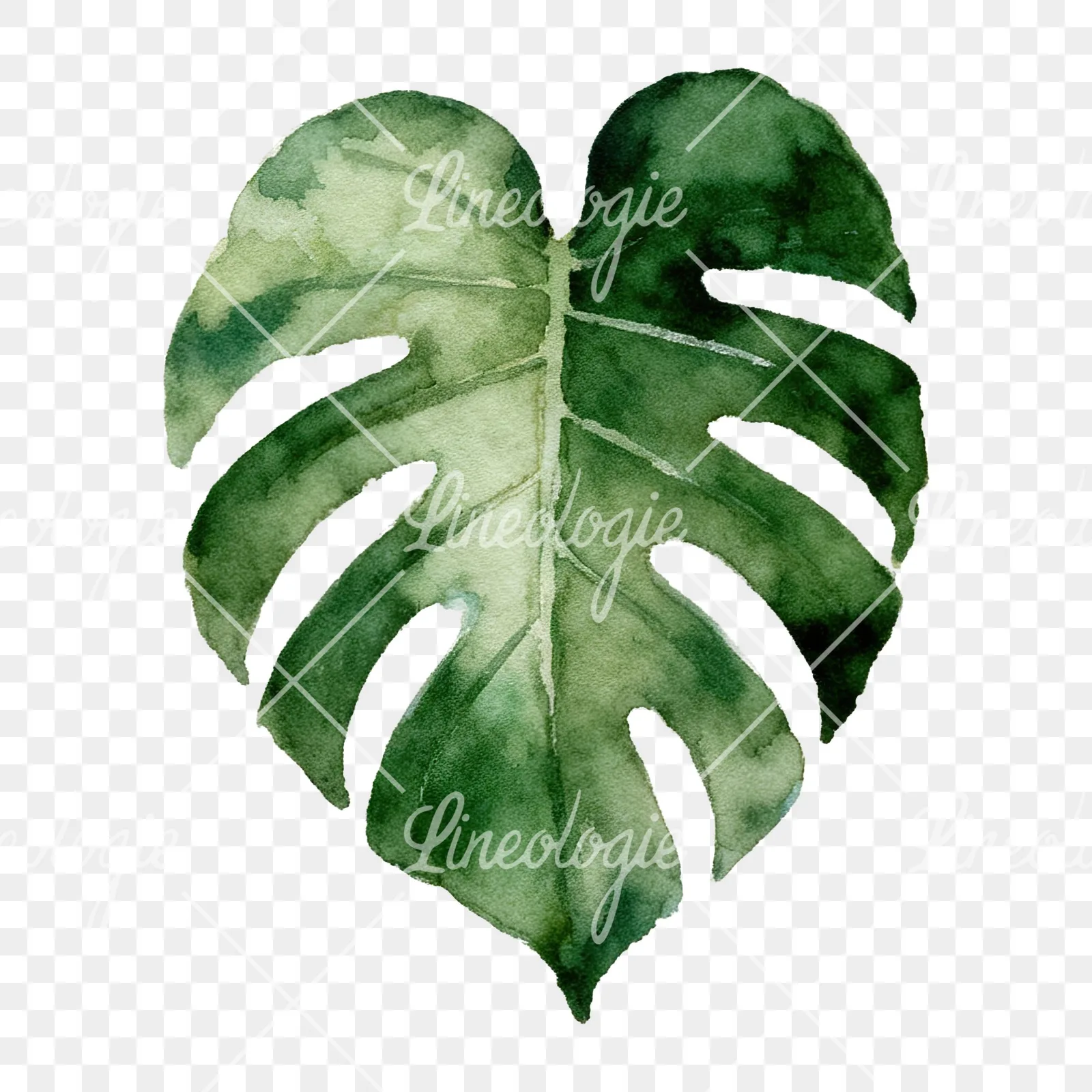 Watercolor light green monstera leaf clipart 9 of 9 on a transparent background (PNG)