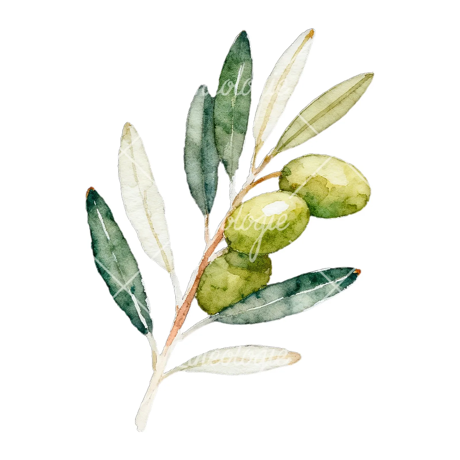 Watercolor olive branch with black olives clipart 1 of 9 on a white background (JPG)