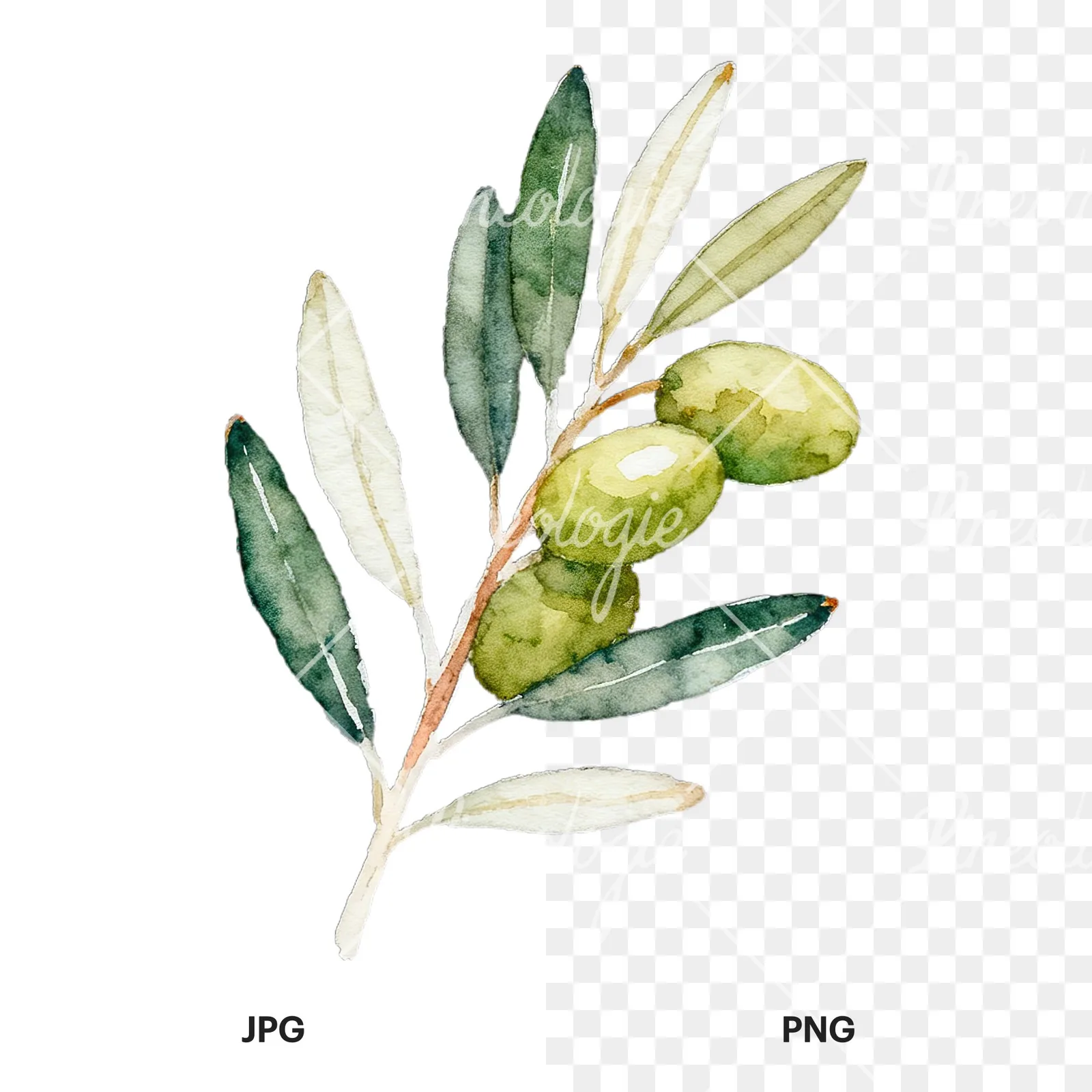 Watercolor olive branch with black olives clipart 1 of 9, as a JPG on white and a transparent PNG