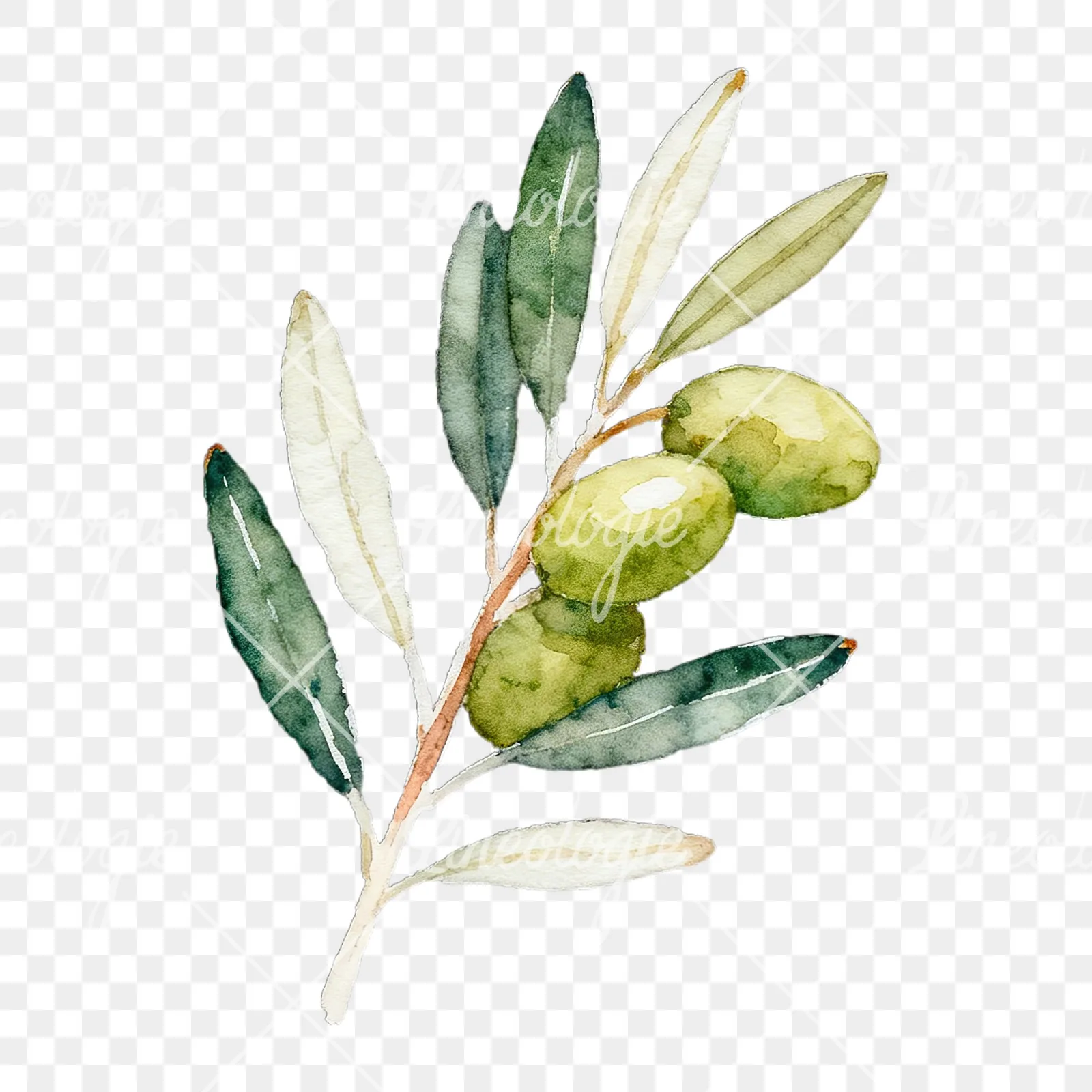 Watercolor olive branch with black olives clipart 1 of 9 on a transparent background (PNG)
