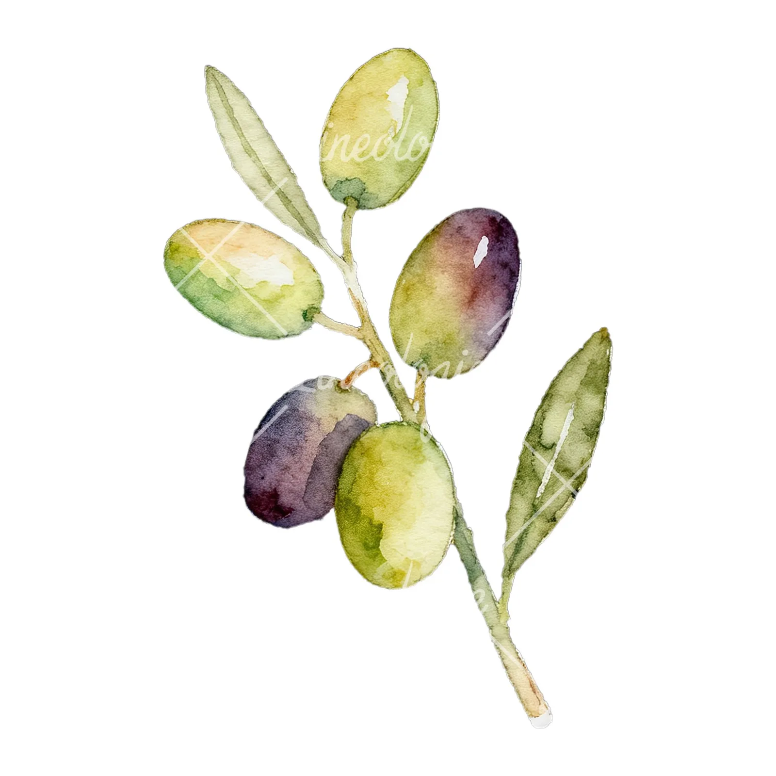 Watercolor olive branch with black olives clipart 2 of 9 on a white background (JPG)