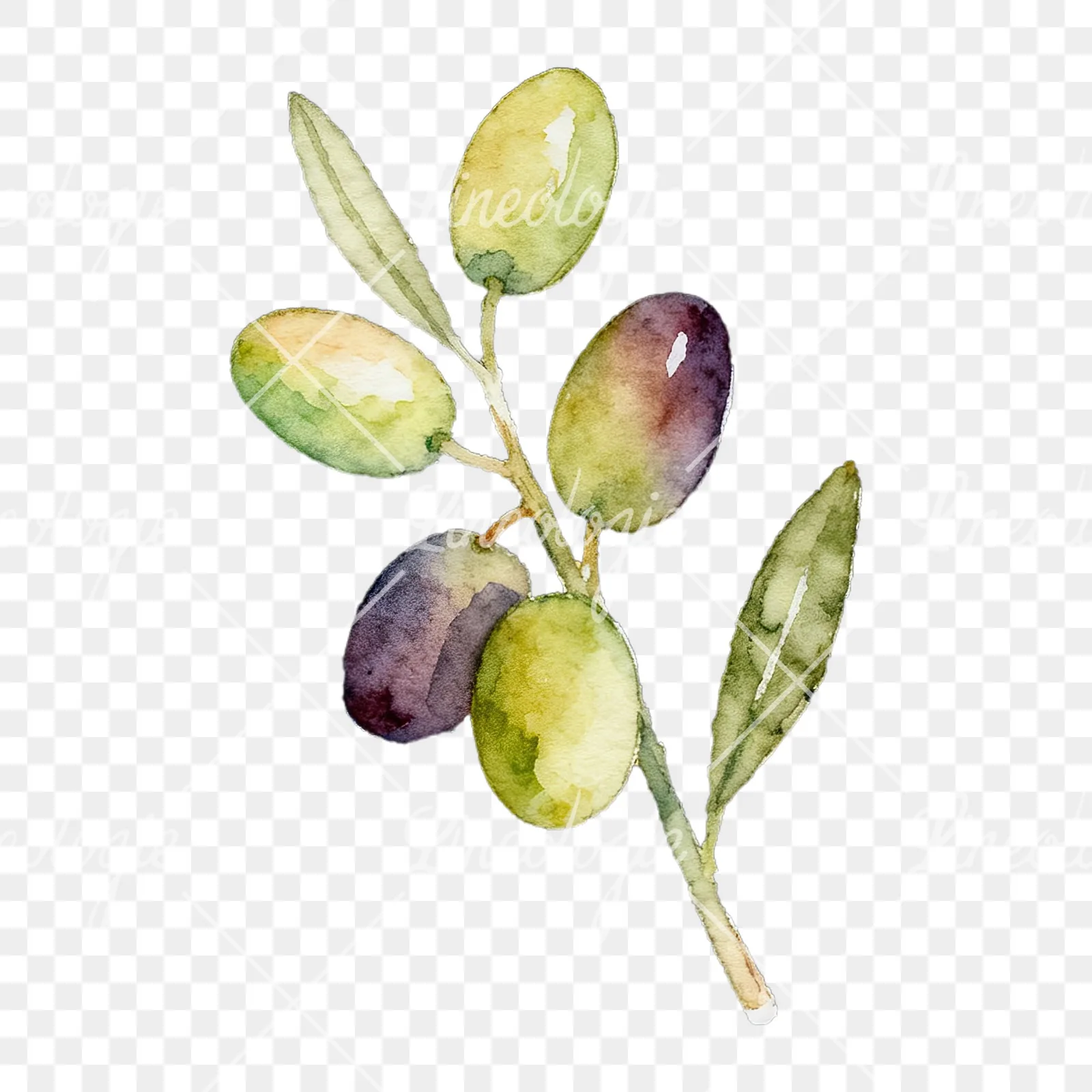 Watercolor olive branch with black olives clipart 2 of 9 on a transparent background (PNG)