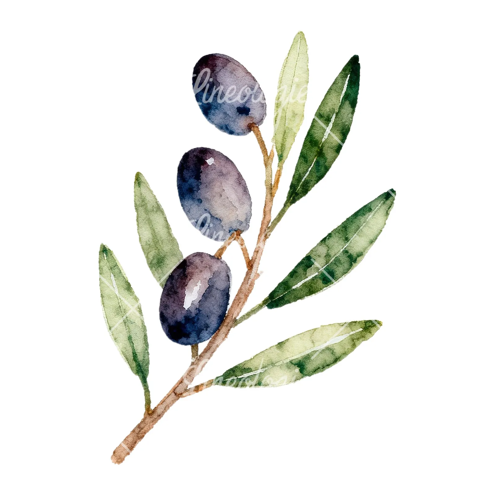 Watercolor olive branch with black olives clipart 3 of 9 on a white background (JPG)