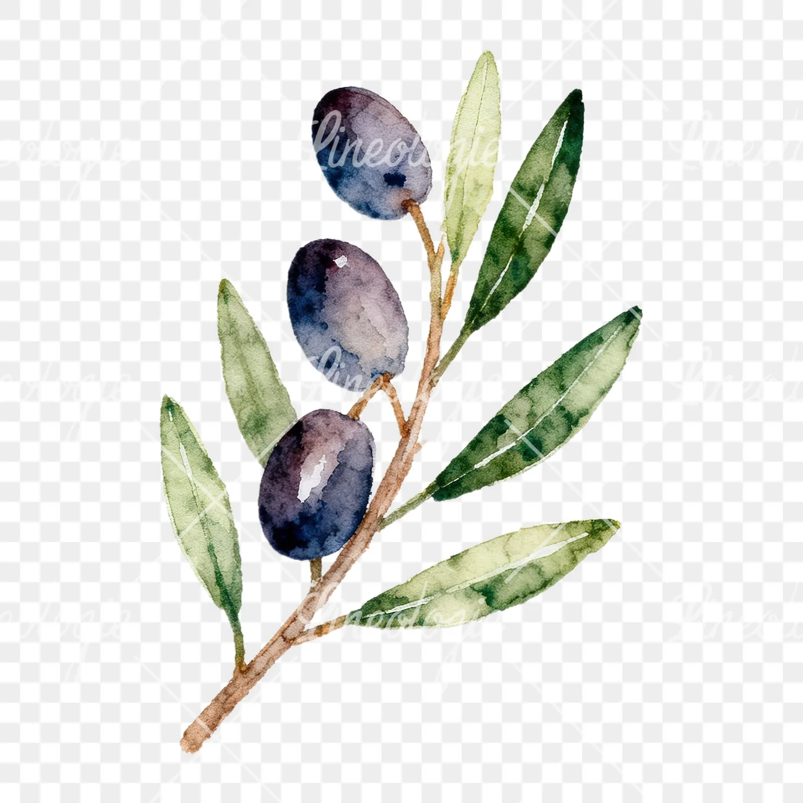 Watercolor olive branch with black olives clipart 3 of 9 on a transparent background (PNG)