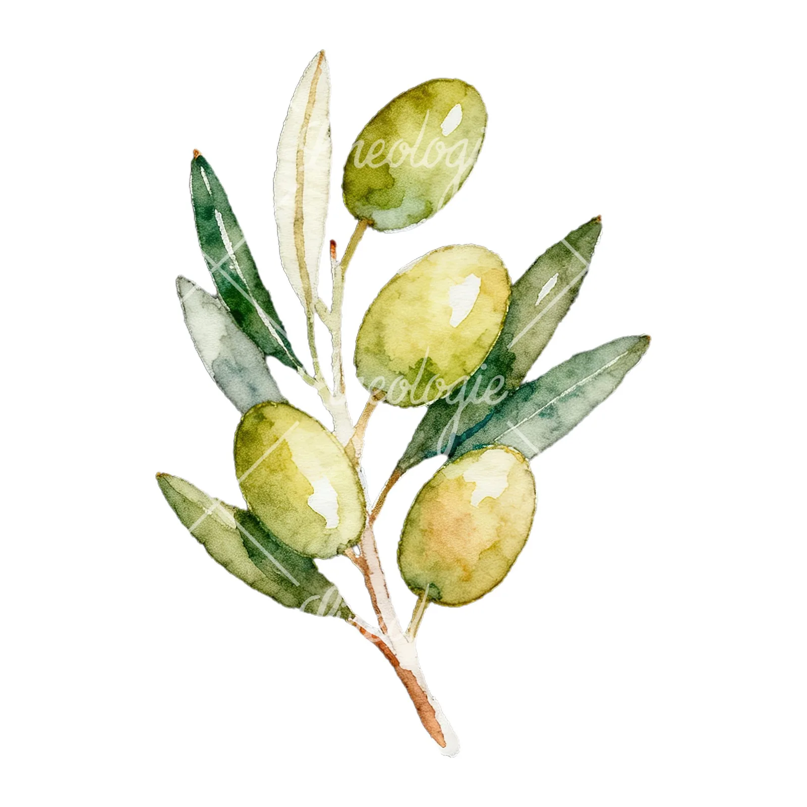 Watercolor olive branch with black olives clipart 4 of 9 on a white background (JPG)