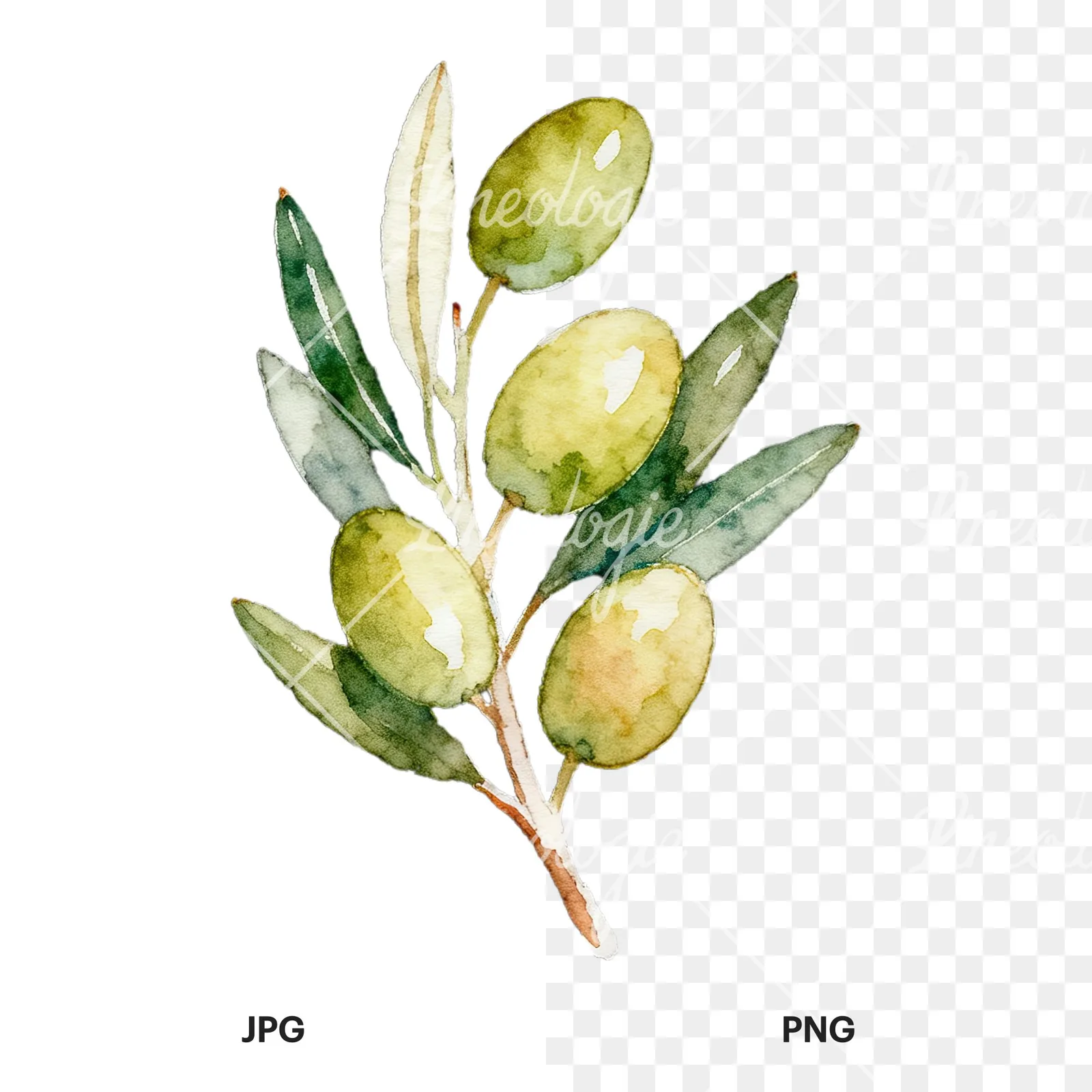 Watercolor olive branch with black olives clipart 4 of 9, as a JPG on white and a transparent PNG