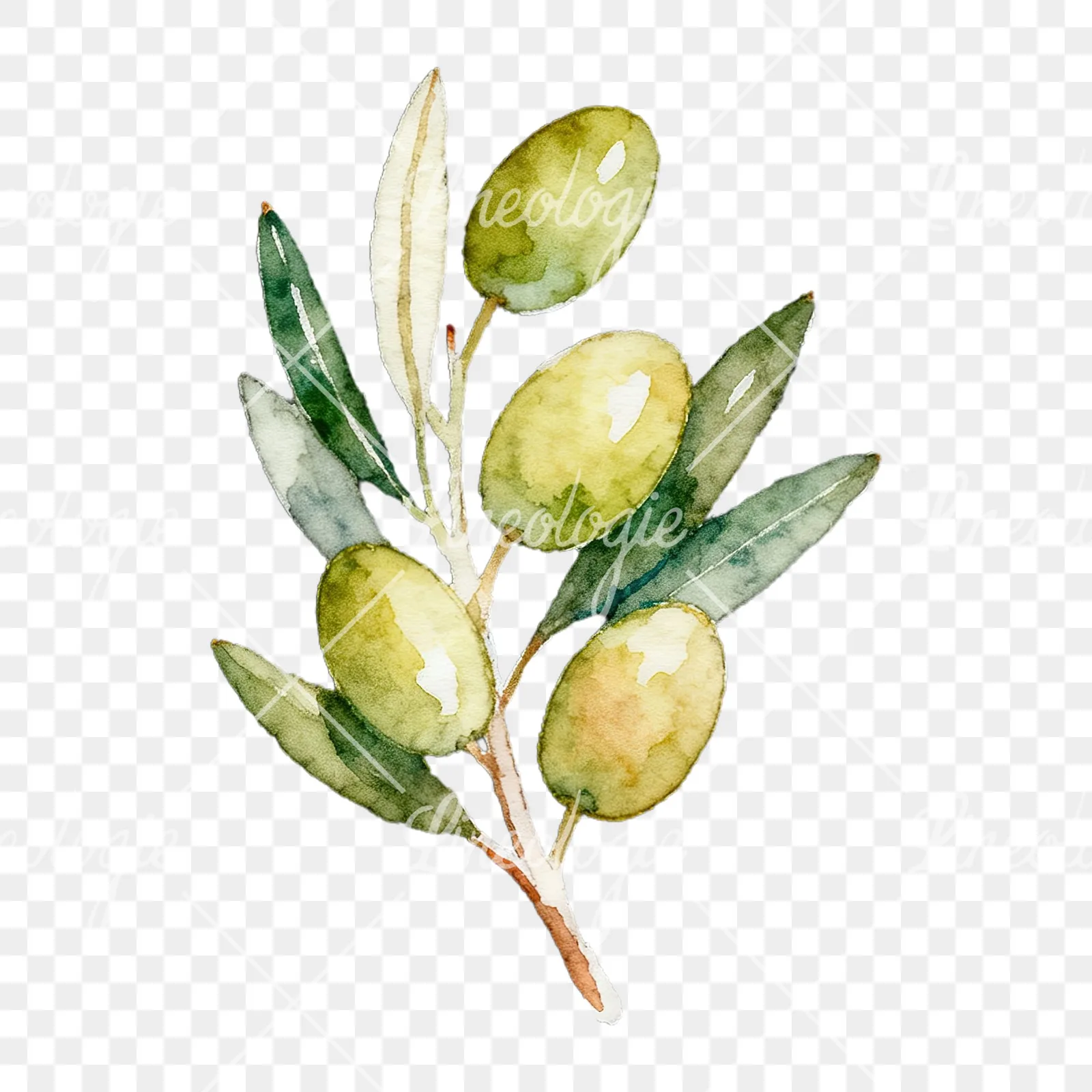 Watercolor olive branch with black olives clipart 4 of 9 on a transparent background (PNG)