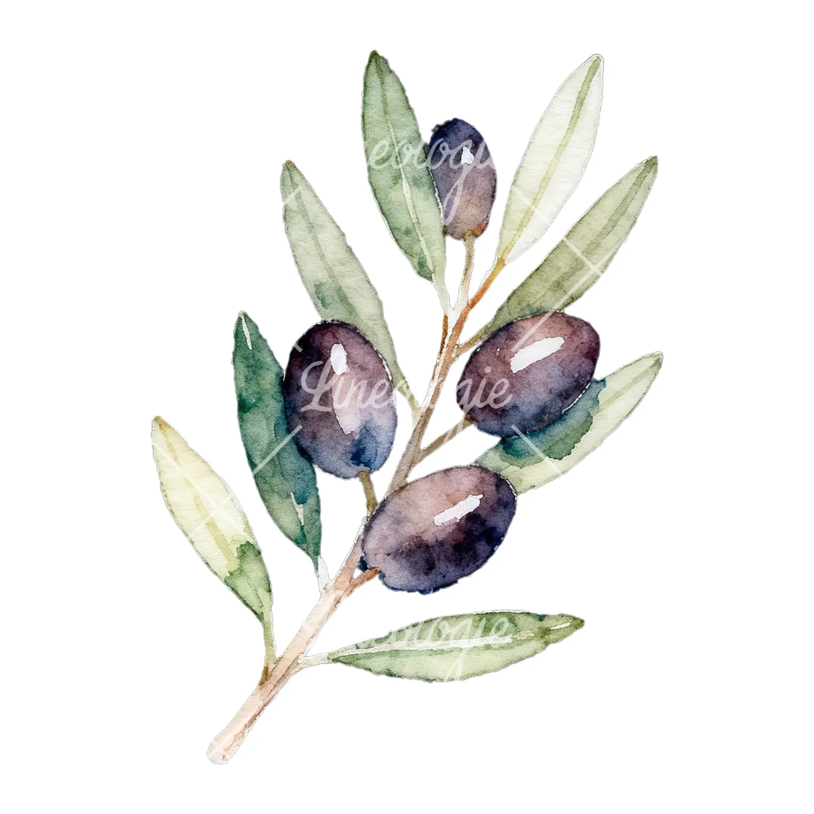 Watercolor olive branch with black olives clipart 5 of 9 on a white background (JPG)